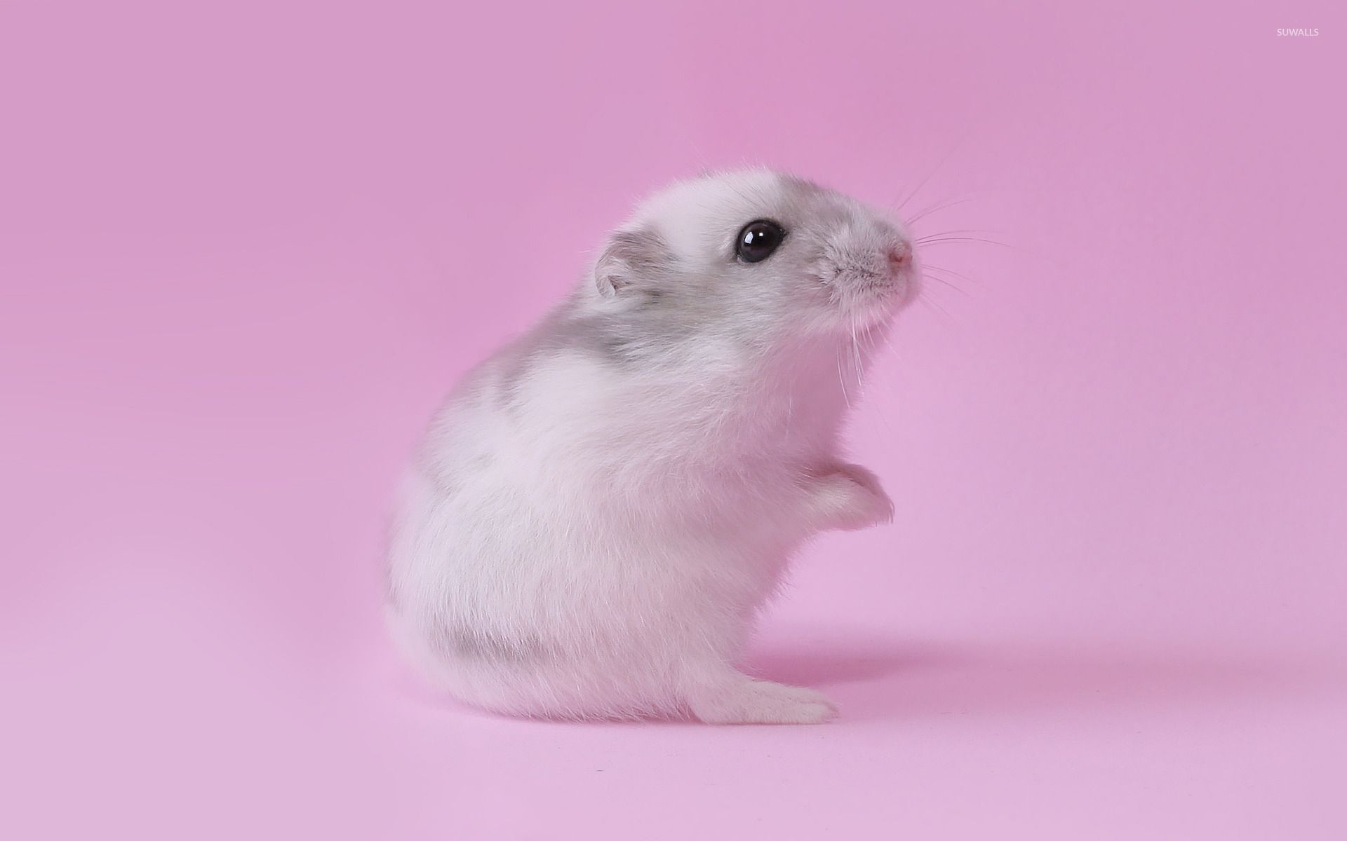 1920x1200 Mouse [3] wallpaper wallpaper