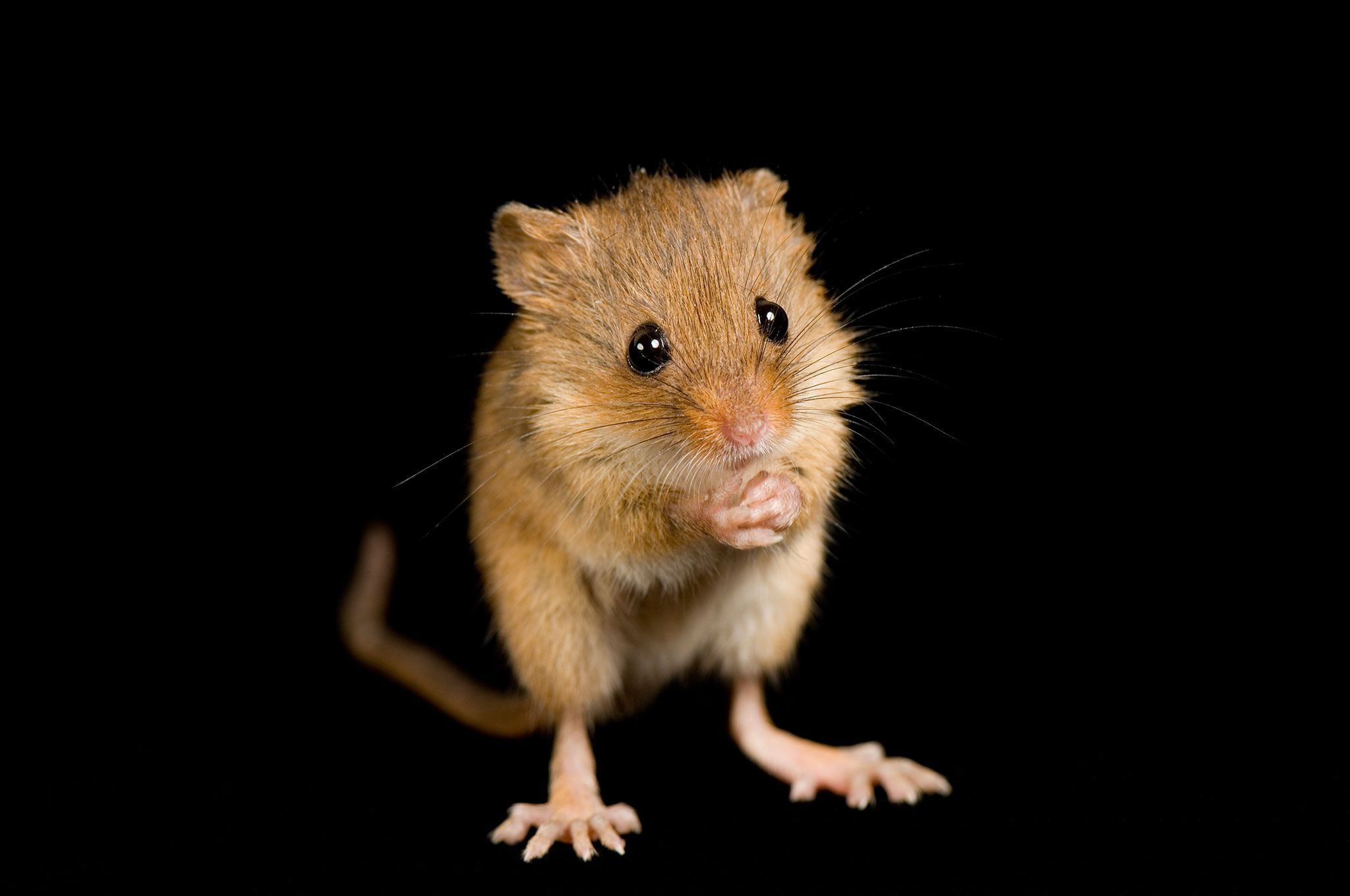 2048x1360 Mouse Wallpaper