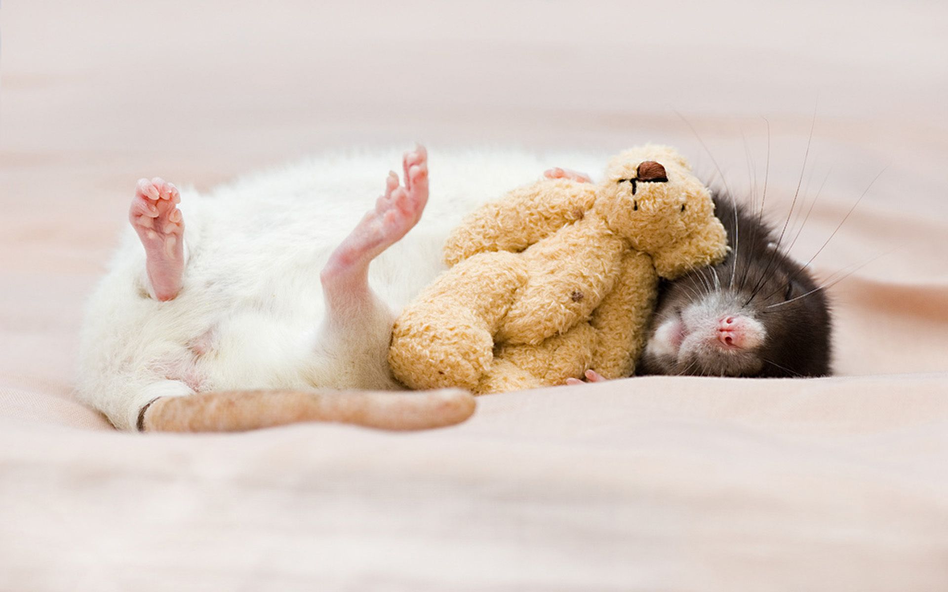 1920x1200 Download Rat Animal Mouse HD Wallpaper