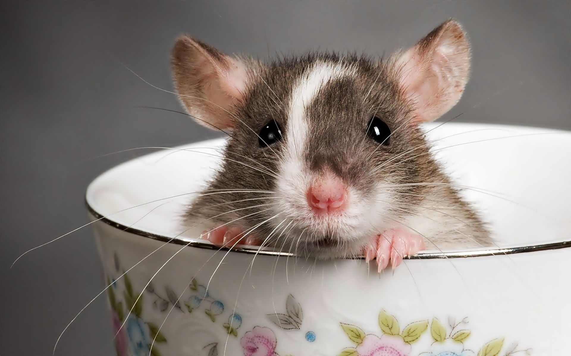 1920x1200 Download wallpaper cup, claws, Mouse