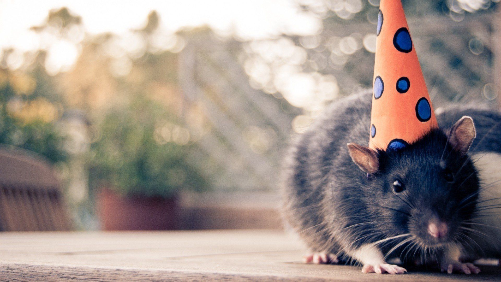 1920x1080 Download Animal Mouse HD Wallpaper