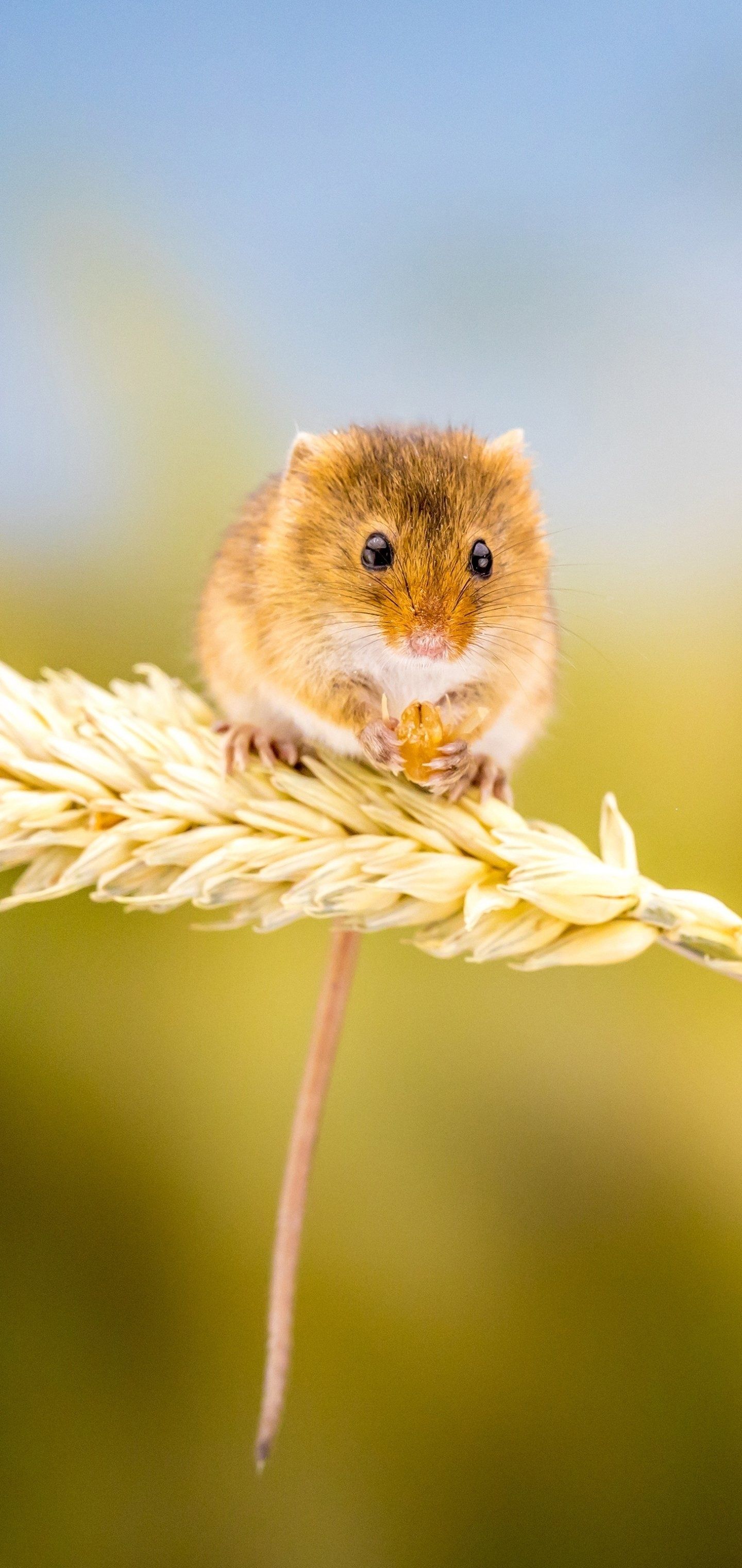 1440x3040 Mouse Wallpaper
