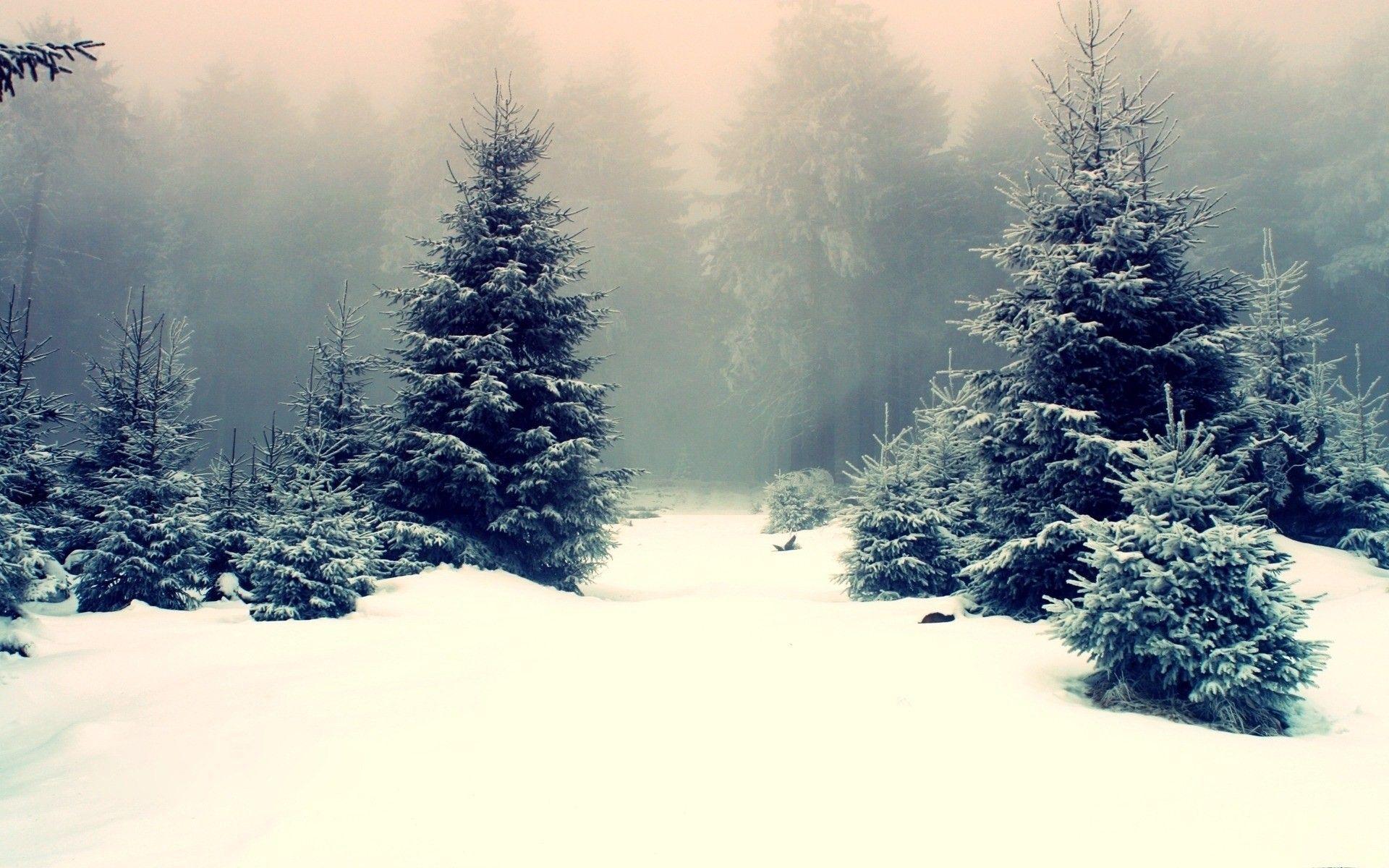 1920x1200 nature landscape snow winter forest trees sunset pine trees