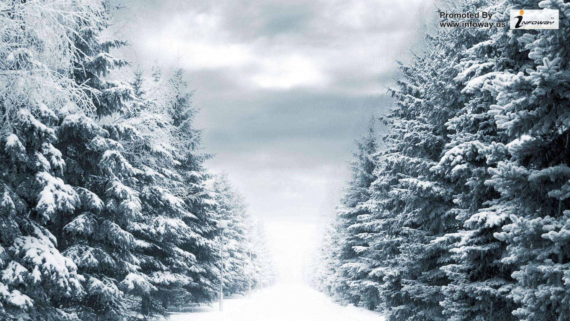 Winter Forest Wallpapers Top Free Winter Forest Backgrounds