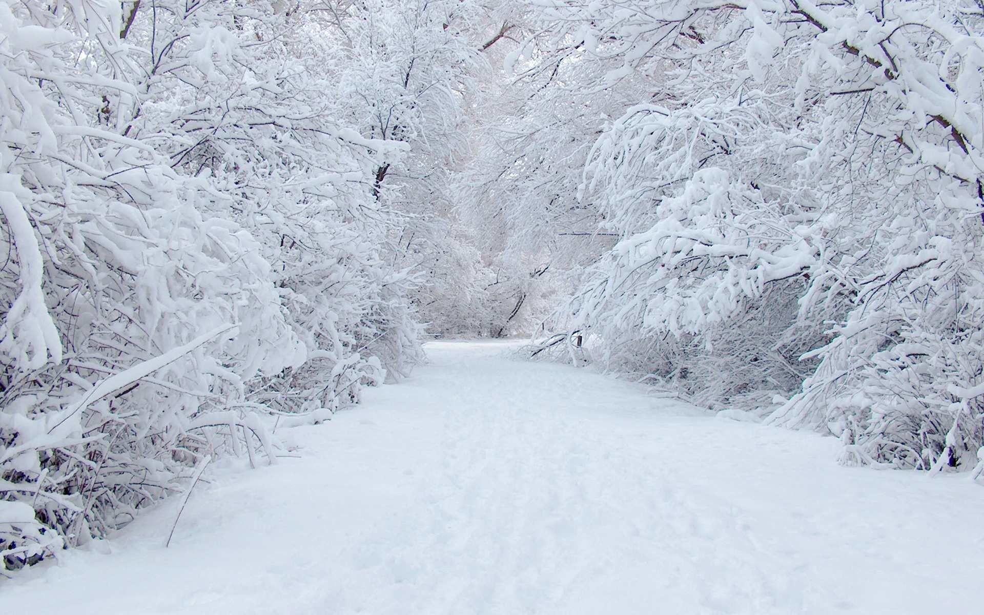 1920x1200 Winter Forest Desktop Wallpaper
