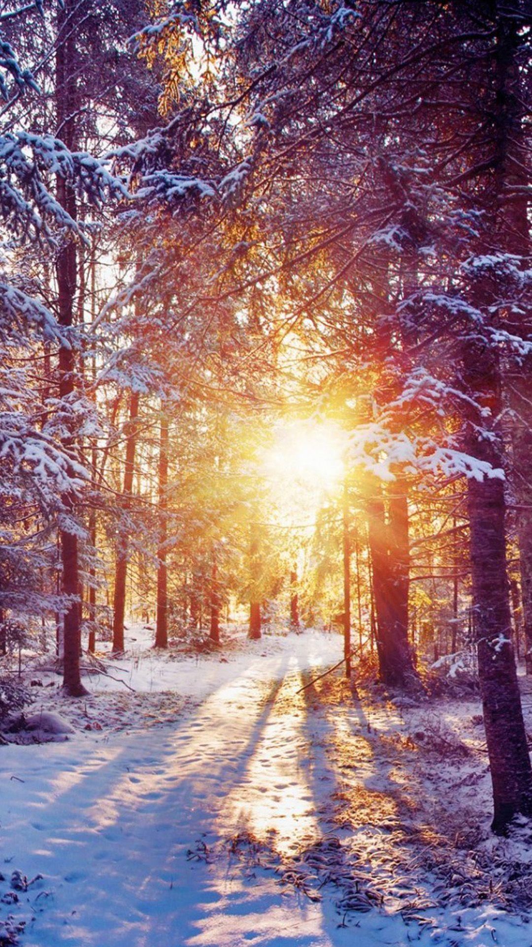 1080x1920 Winter Forest Dawn Landscape Hình nền iPhone 6