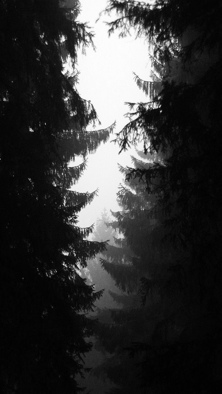 750x1334 Wood Tree Simple Nature Bw Dark