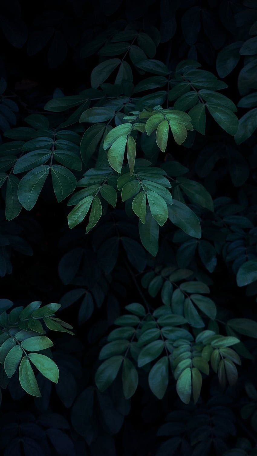 850x1511 IPHONE 6 PLUS & 6S PLUS. Dark green