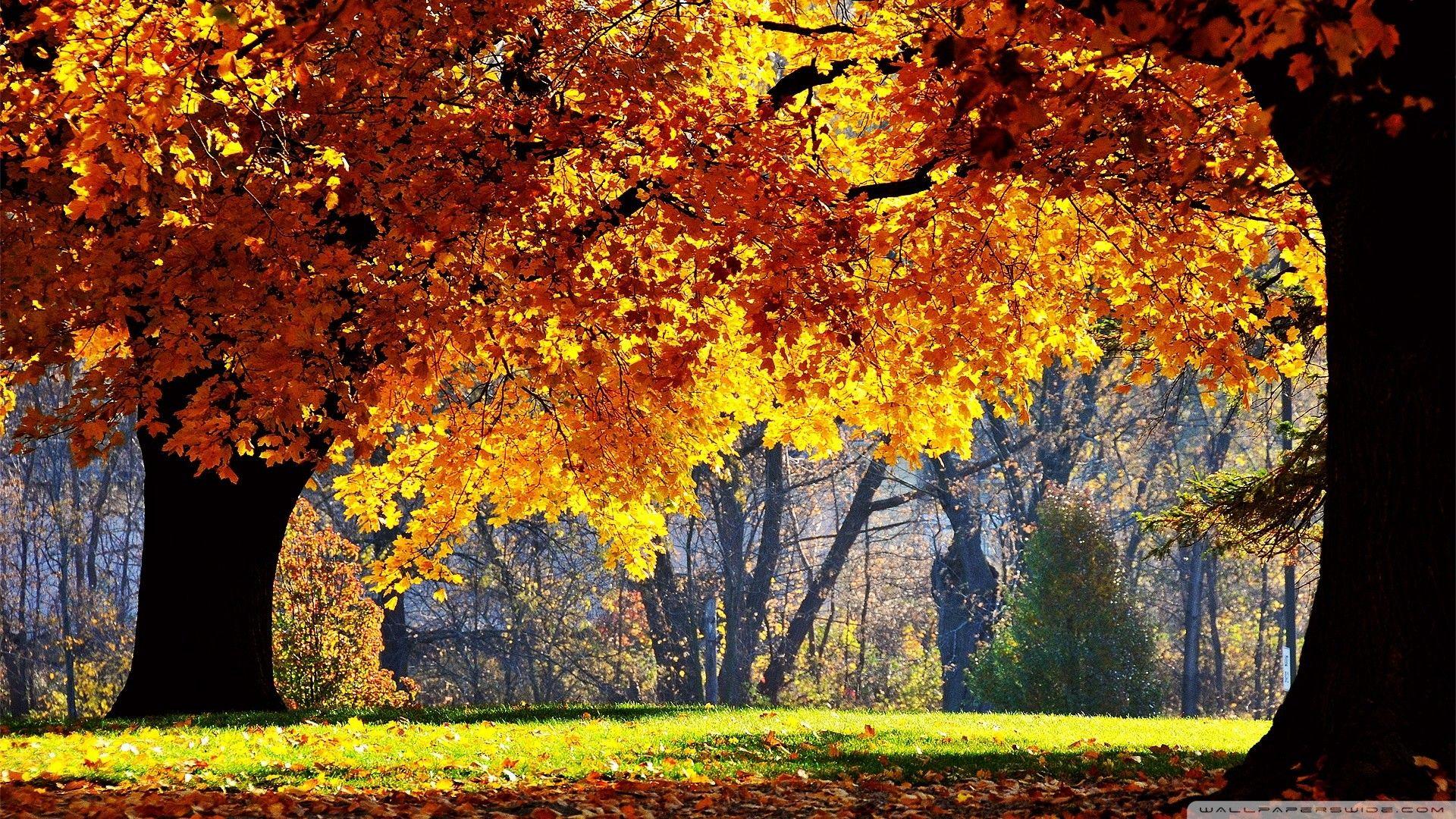 1920x1080 Beautiful Fall Picture Wallpaper