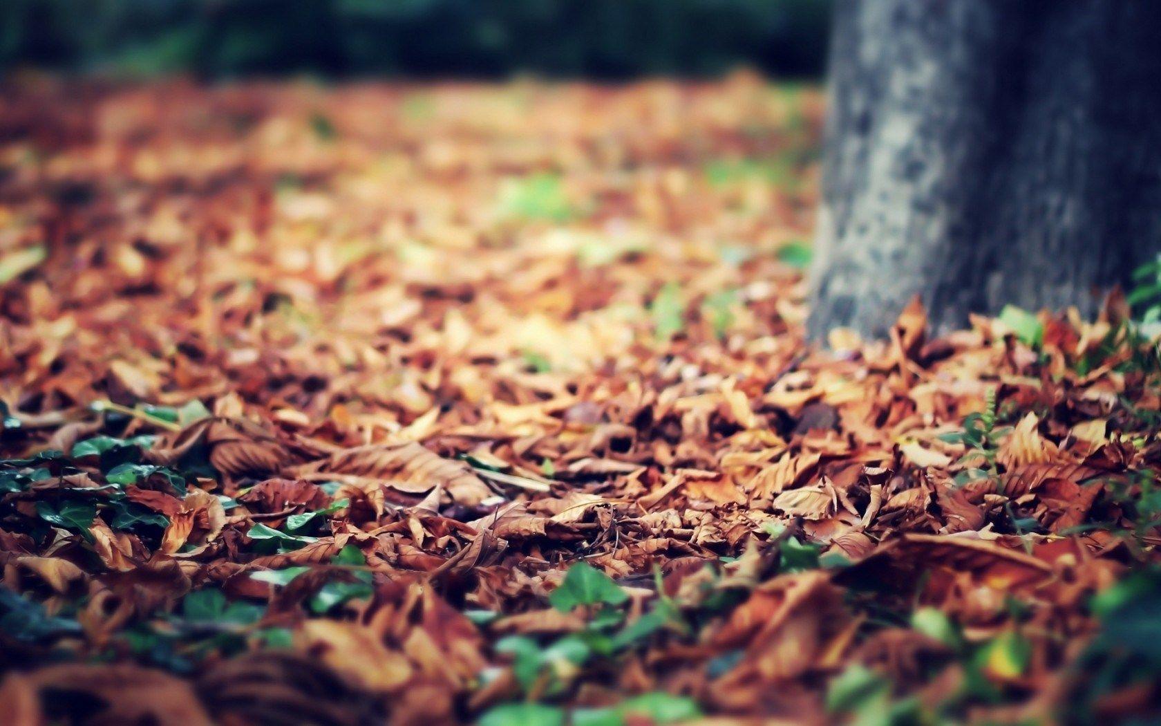 1680x1050 Autumn Desktop Background, High Definition, High