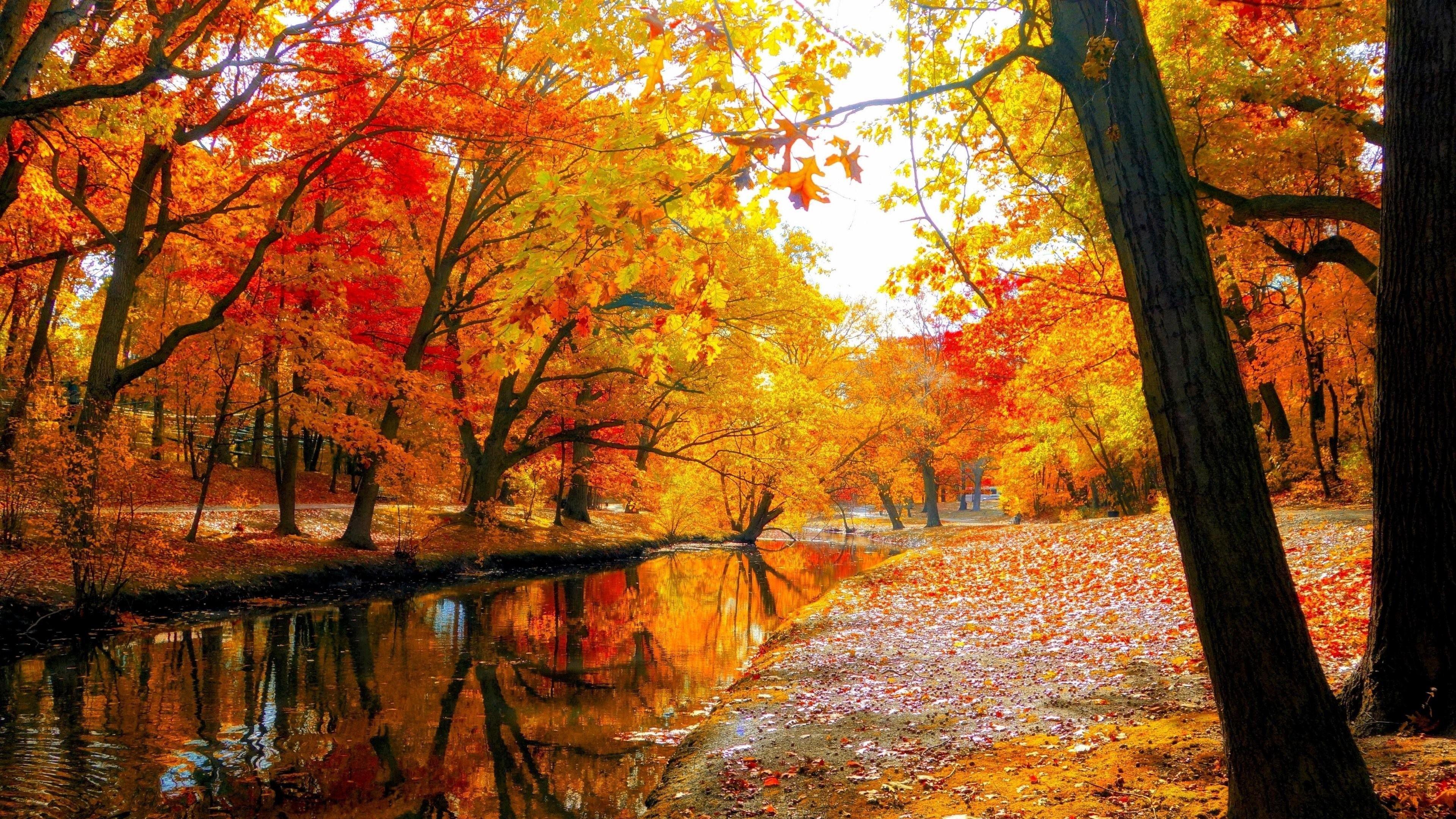 Fall Trees Wallpapers - Top Free Fall Trees Backgrounds - WallpaperAccess