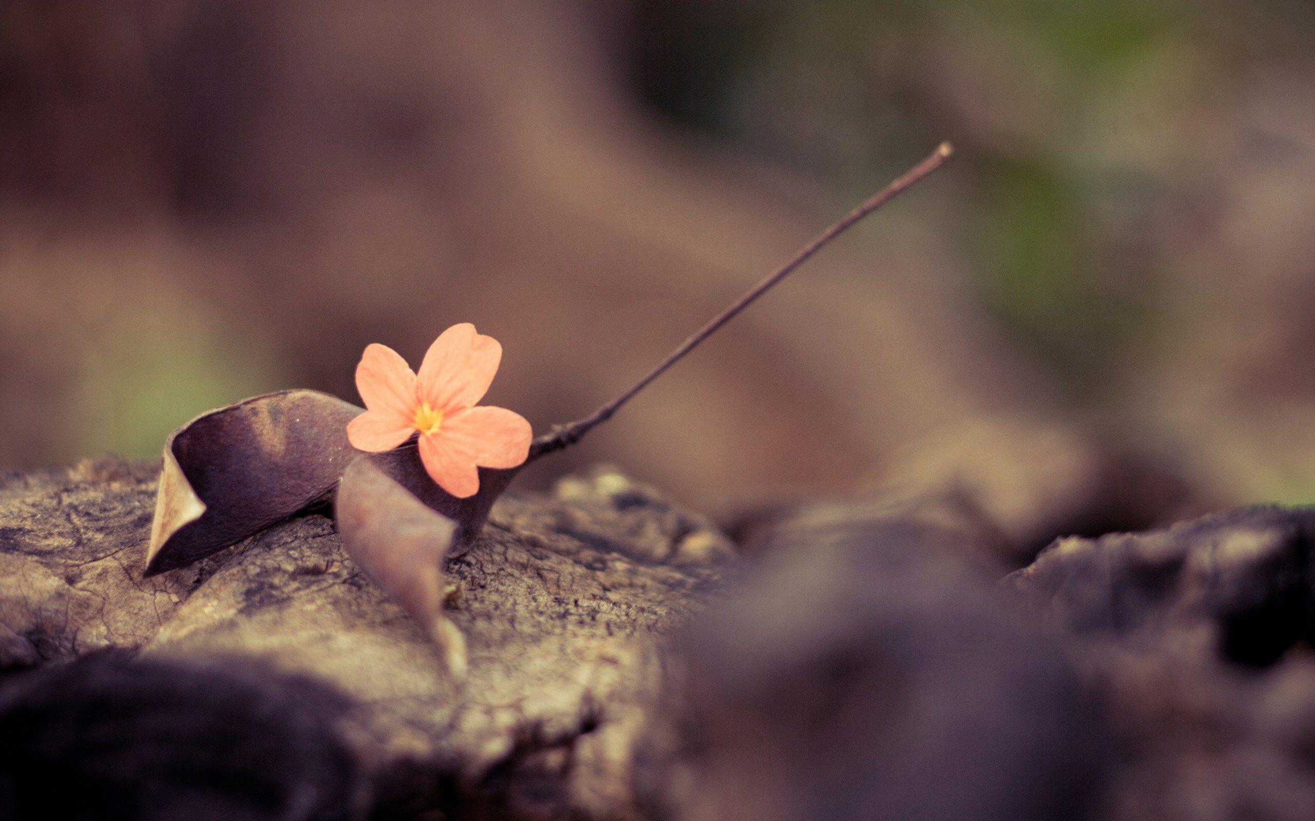 2560x1600 Cute Simple Wallpaper ID# 2018