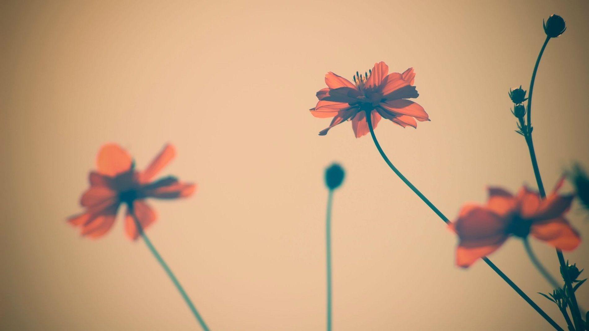 1901x1070 vintage wallpaper 2 Desktop Wallpaper. Wallpaper Joo. cute