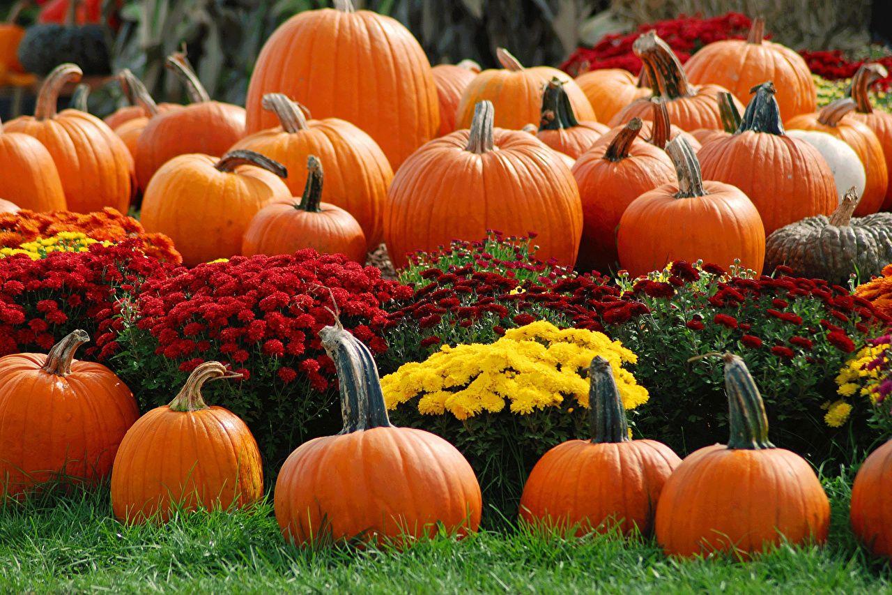 1280x853 image Pumpkin Mums Flowers Food Many