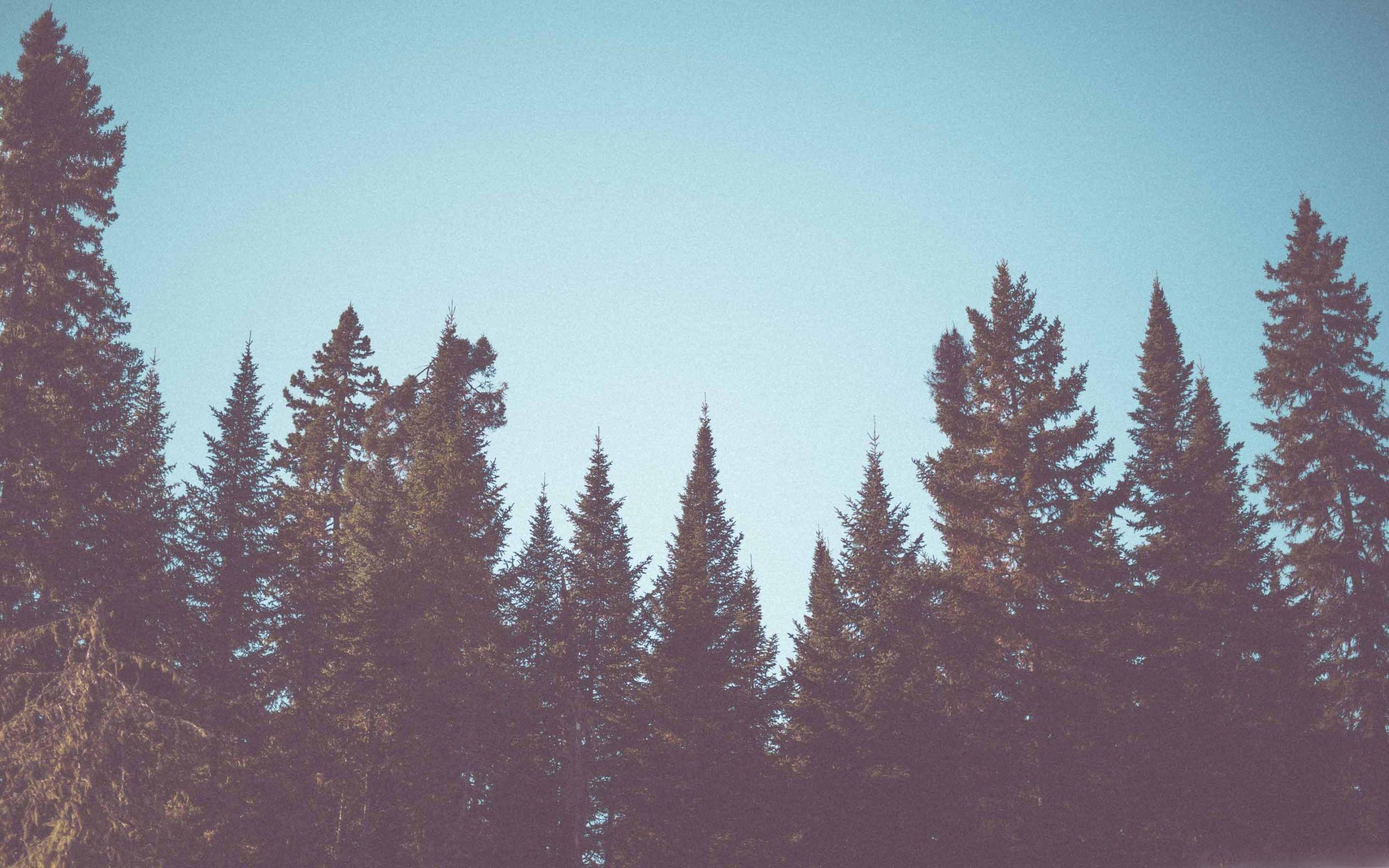 2560x1600 Vintage Fir Trees Forest MacBook Air Wallpaper Download