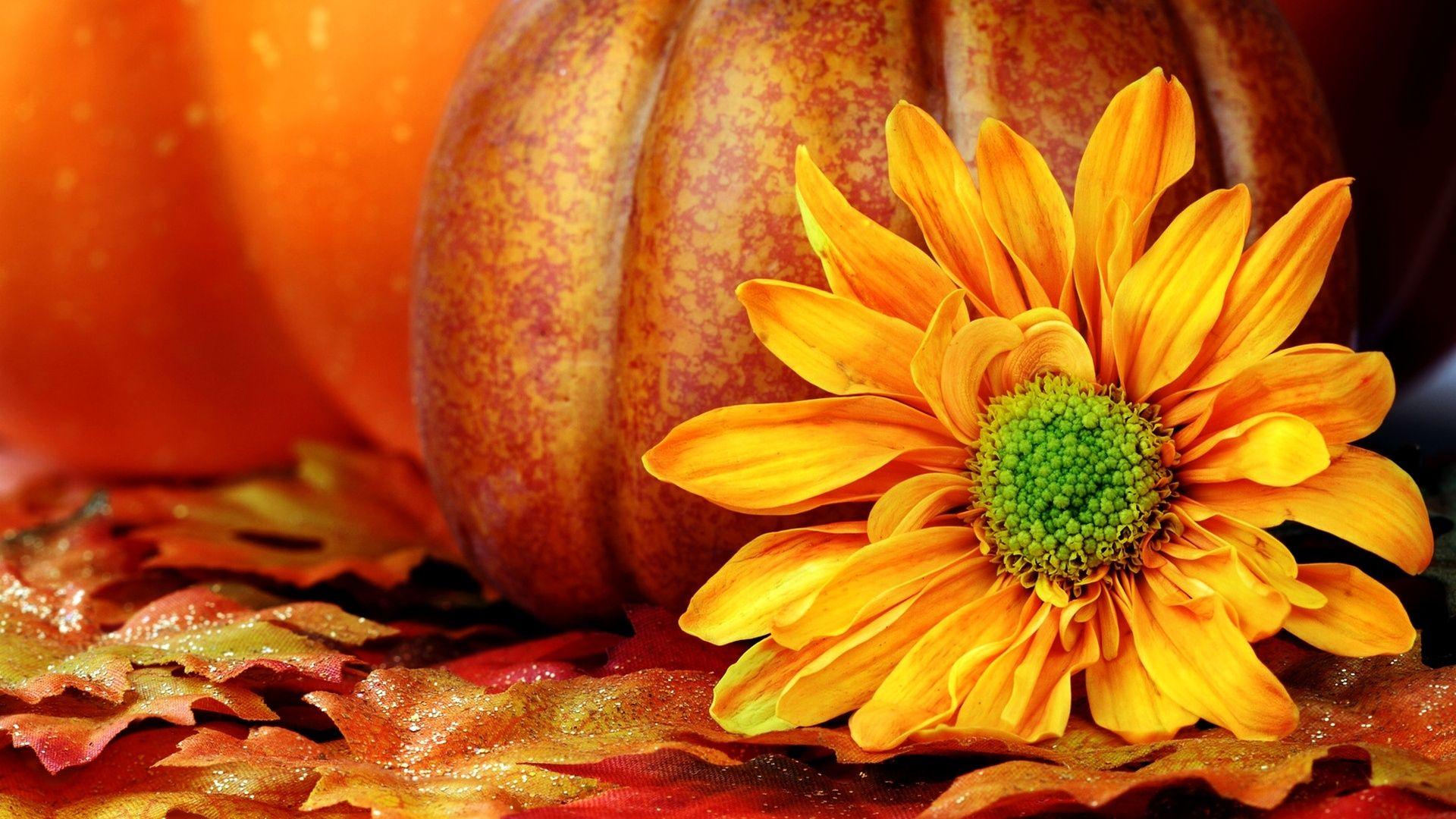 1920x1080 Pumpkin Wallpaper