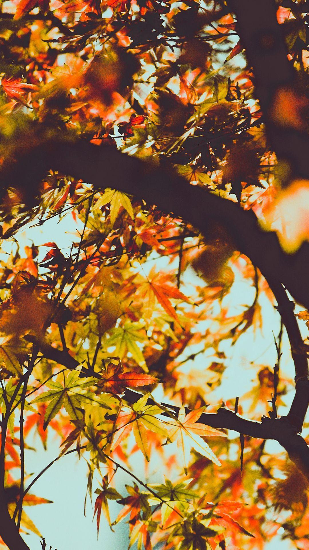 Mountain Autumn iPhone 6 Wallpapers ...