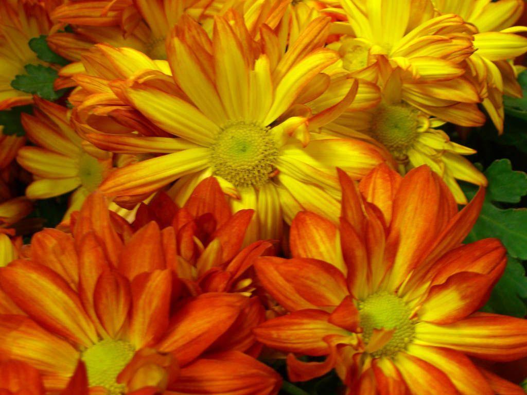 1024x768 fall flower wallpaper