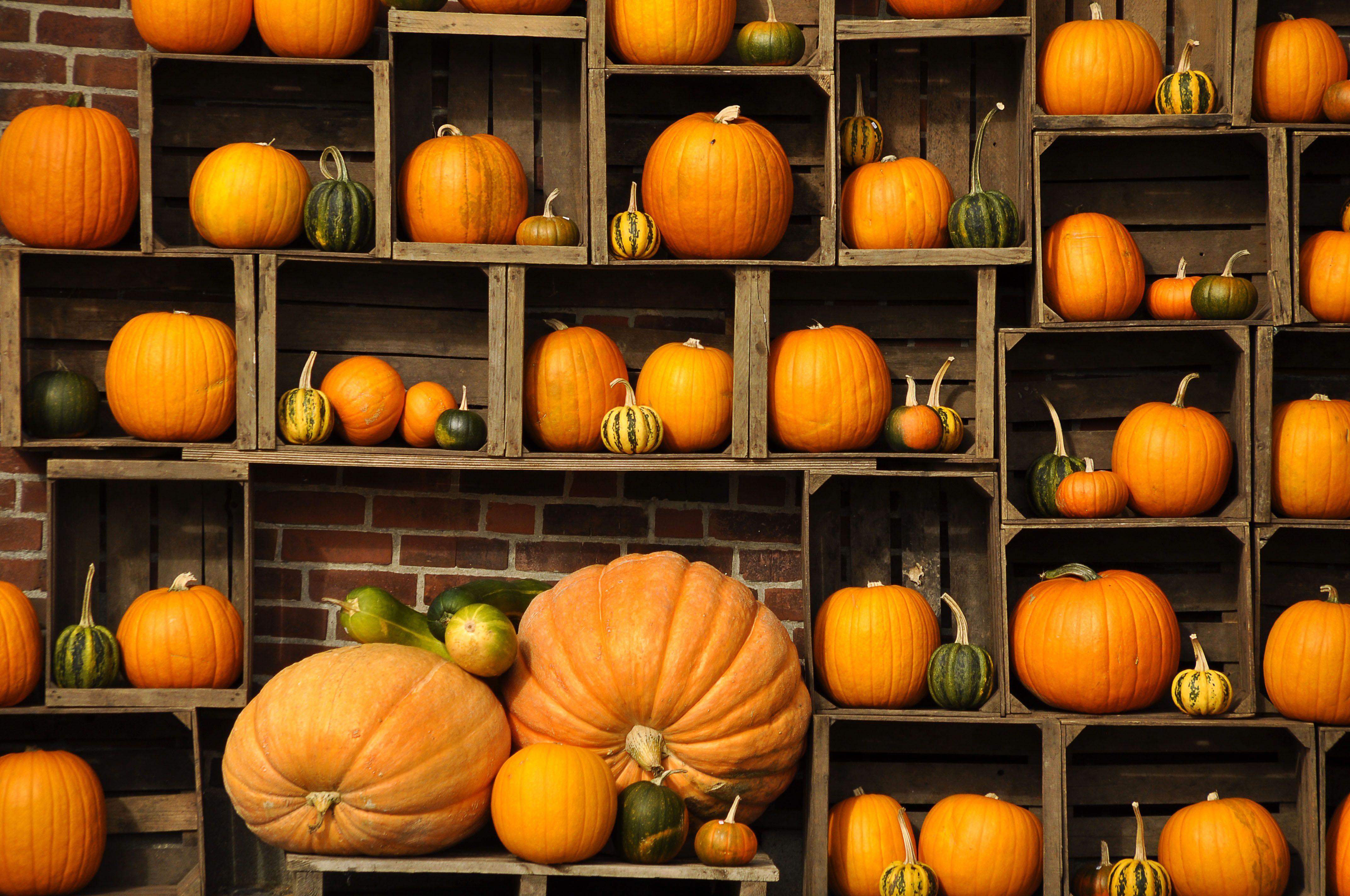4288x2848 Fall Pumpkin Wallpaper