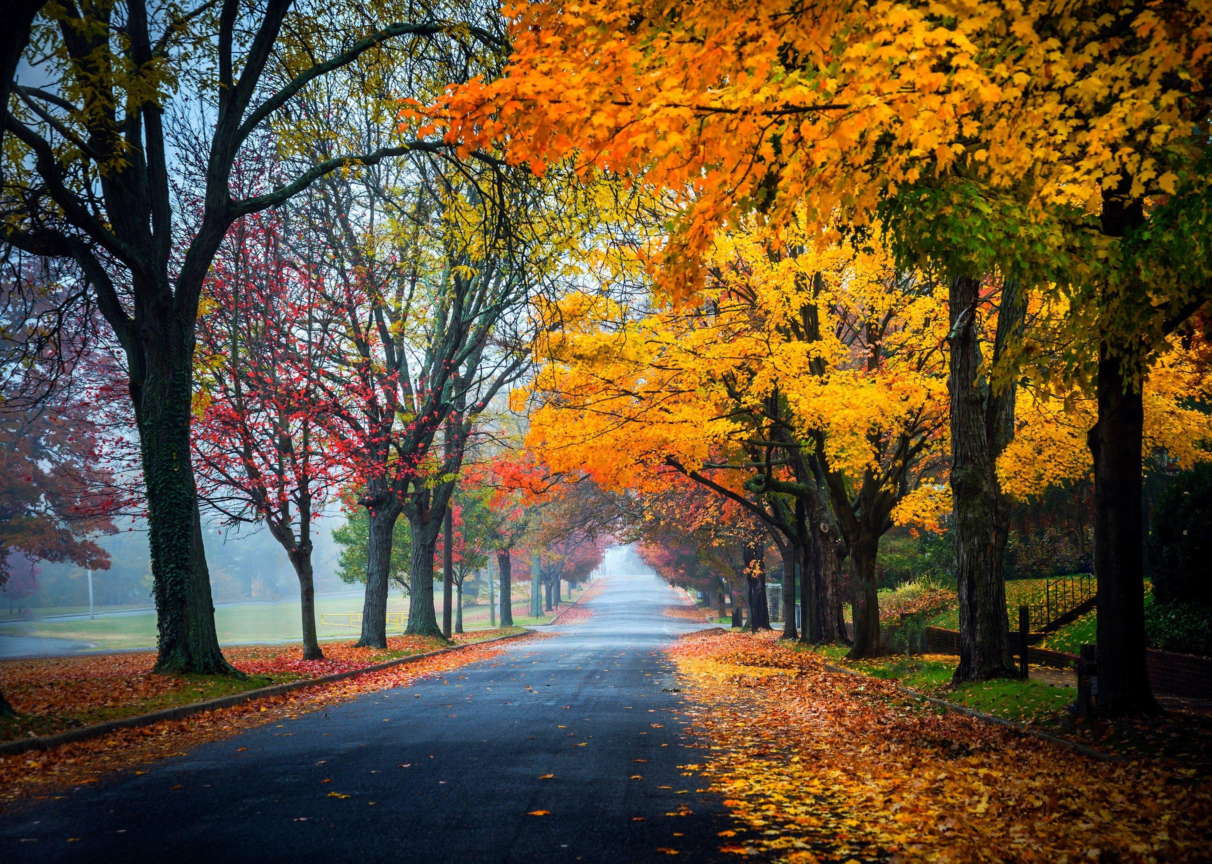 Fall Trees Wallpapers Top Free Fall Trees Backgrounds WallpaperAccess