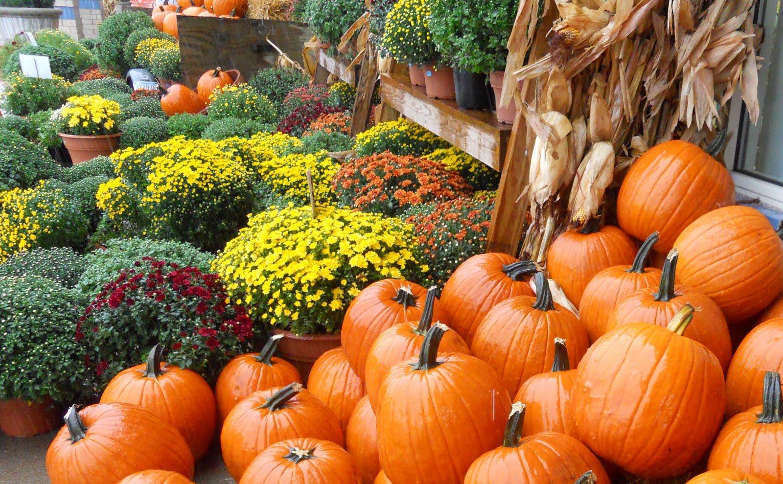 Pretty Fall Flowers Pumpkin Wallpapers - Top Free Pretty Fall Flowers ...