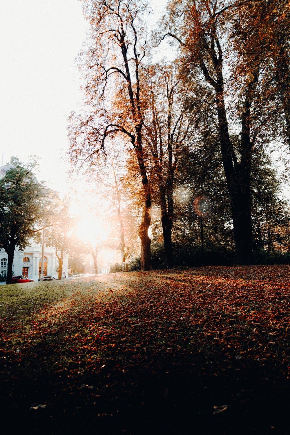 1000x1500 Autumn Tree Picture. Download Free Image