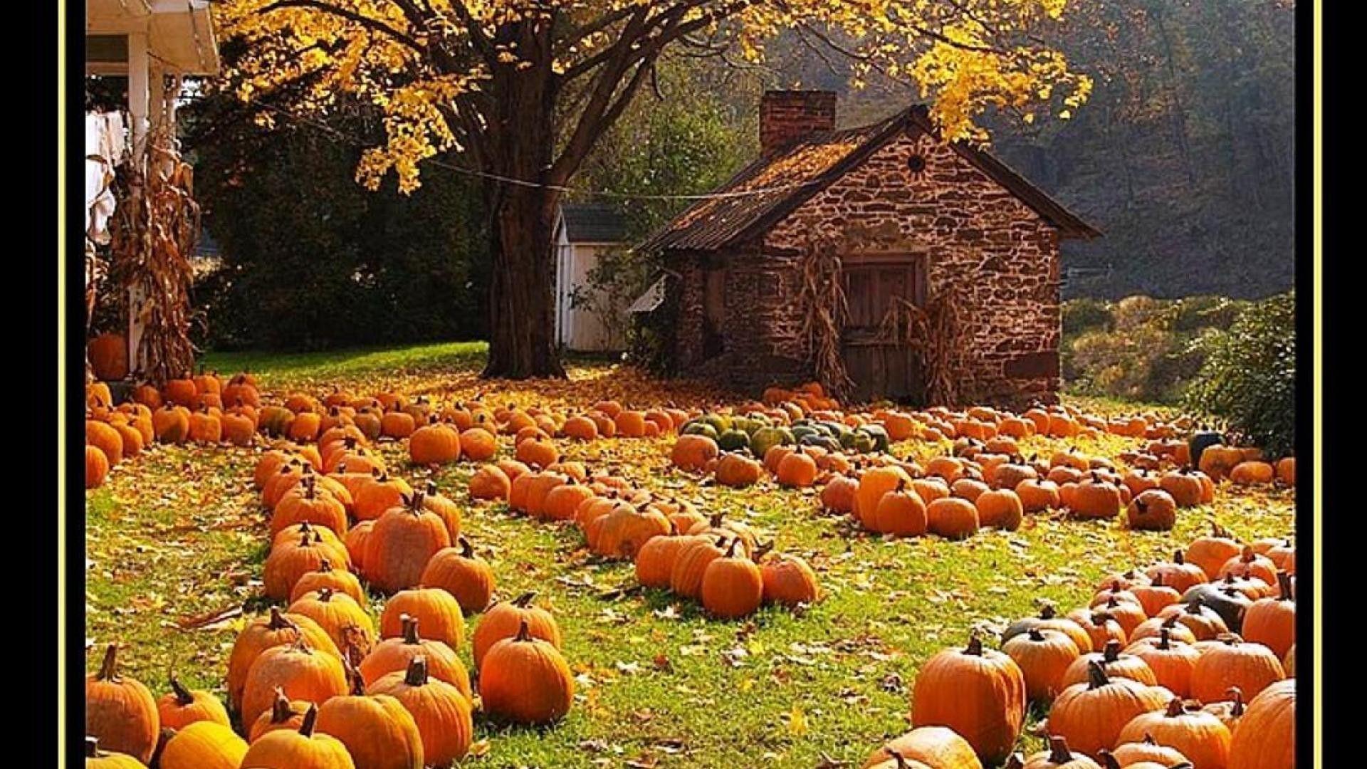Autumn Pumpkin Desktop Wallpaper