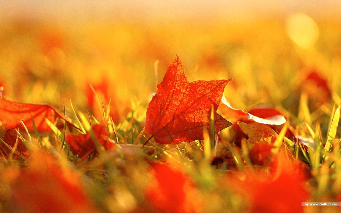 1440x900 Autumn tints Fall leaves Widescreen wallpaper