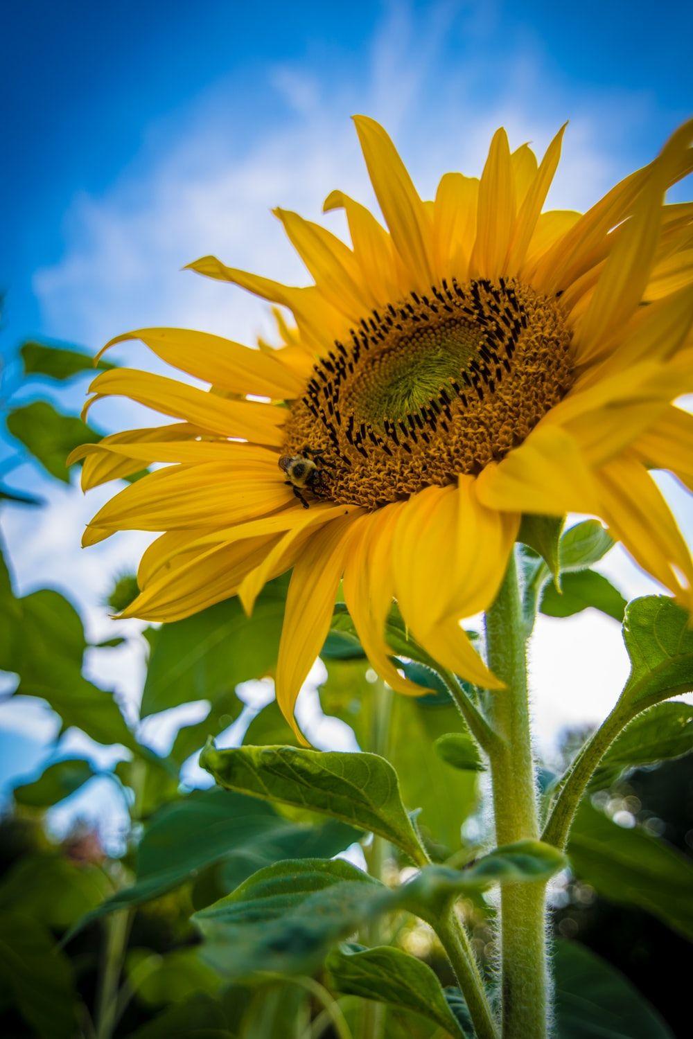 1000x1500 Sunflower Wallpaper: Free HD Download [HQ]
