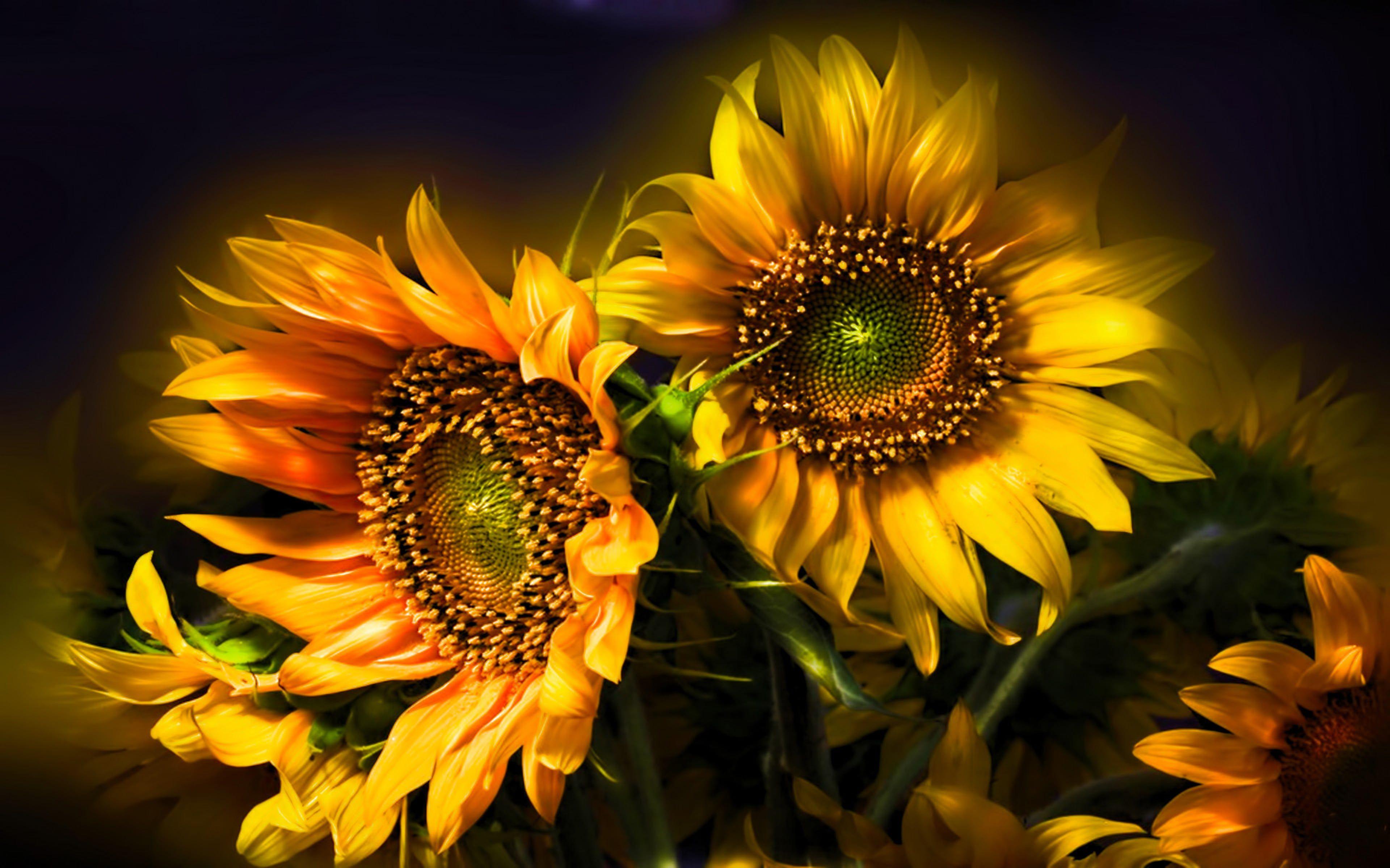 Beautiful Fall Sunflower Wallpapers - Top Free Beautiful Fall Sunflower