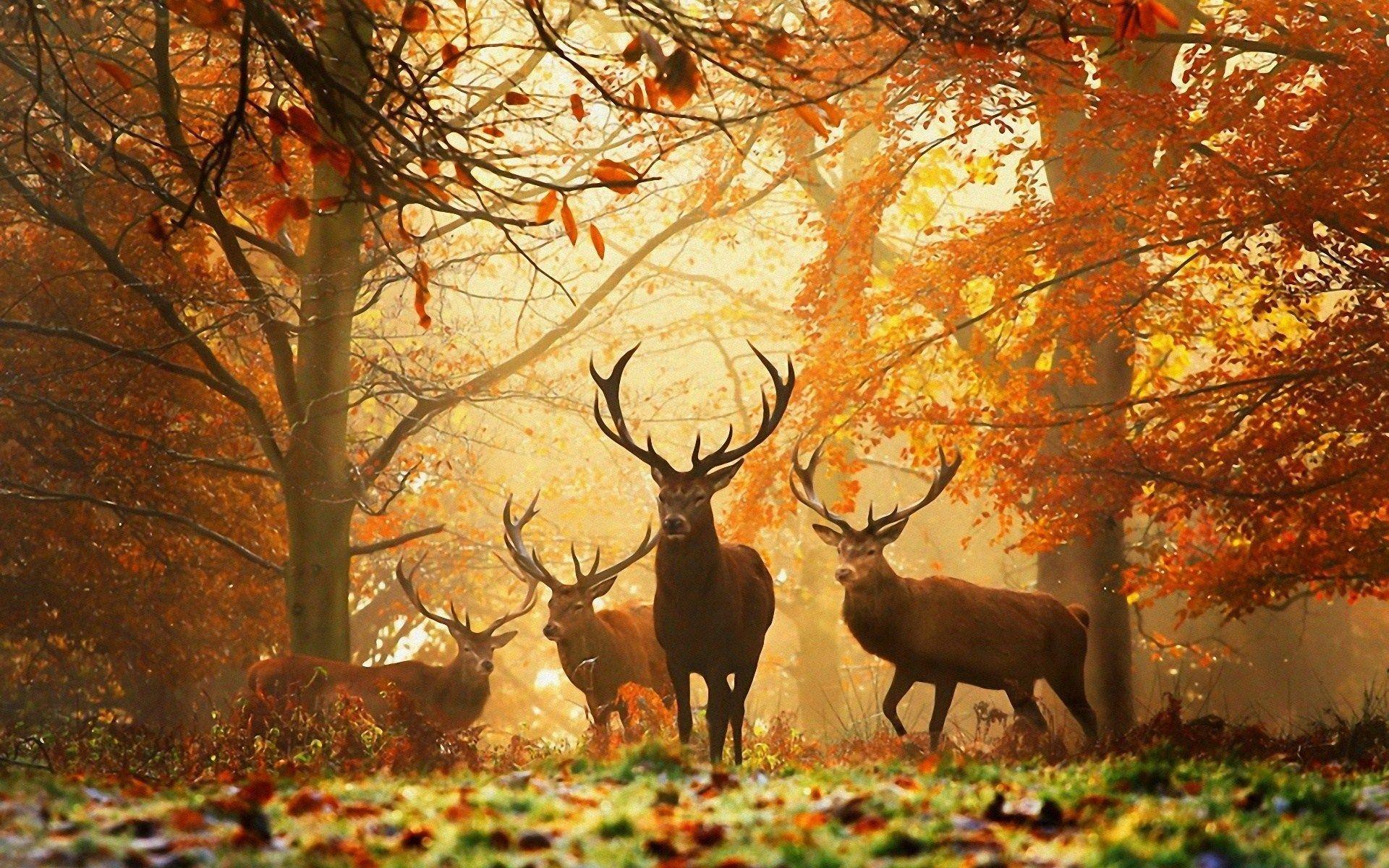 1920x1200 Beautiful Fall Deer Wallpaper
