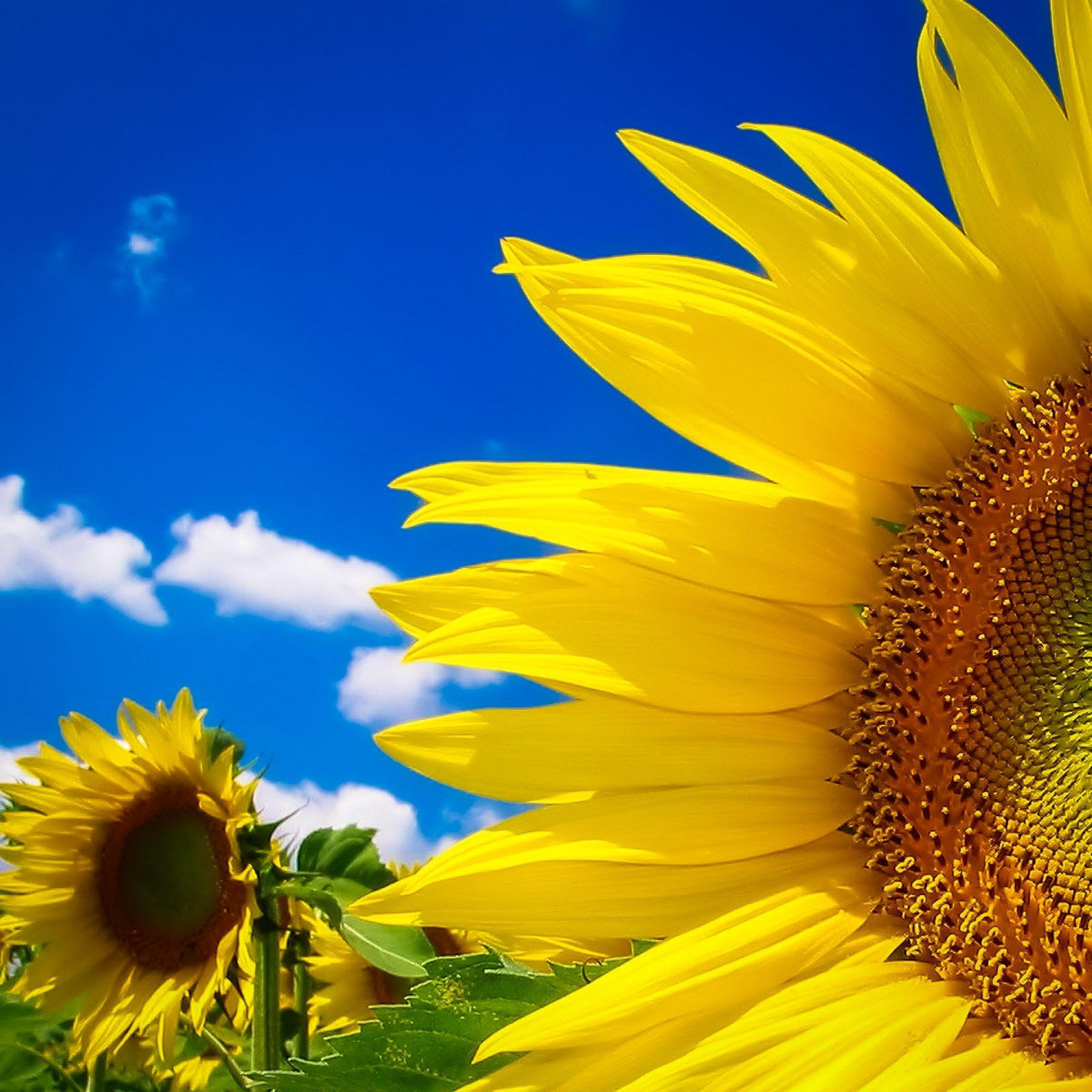 Beautiful Fall Sunflower Wallpapers Top Free Beautiful Fall Sunflower Backgrounds 9507