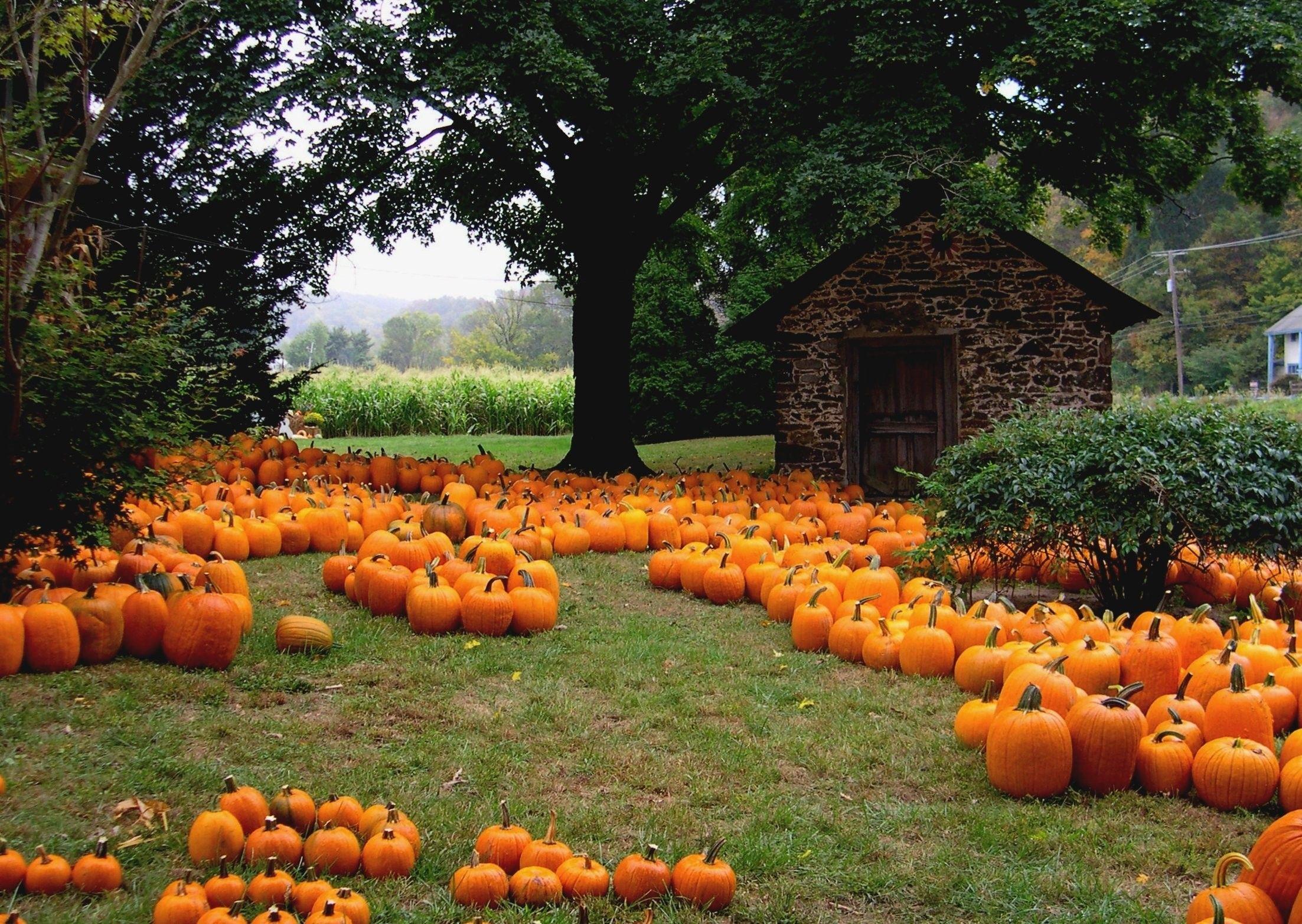 2205x1565 Fall Pumpkin Wallpaper for Desktop