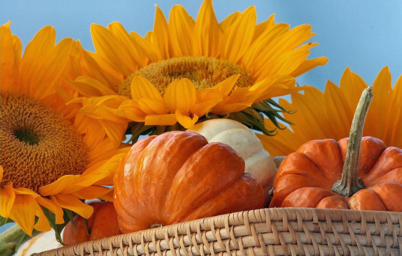 Fall Harvest Pumpkin Sunflower Wallpapers - Top Free Fall Harvest