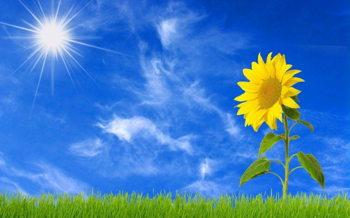1130x706 Beautiful sunflower in the sunrise