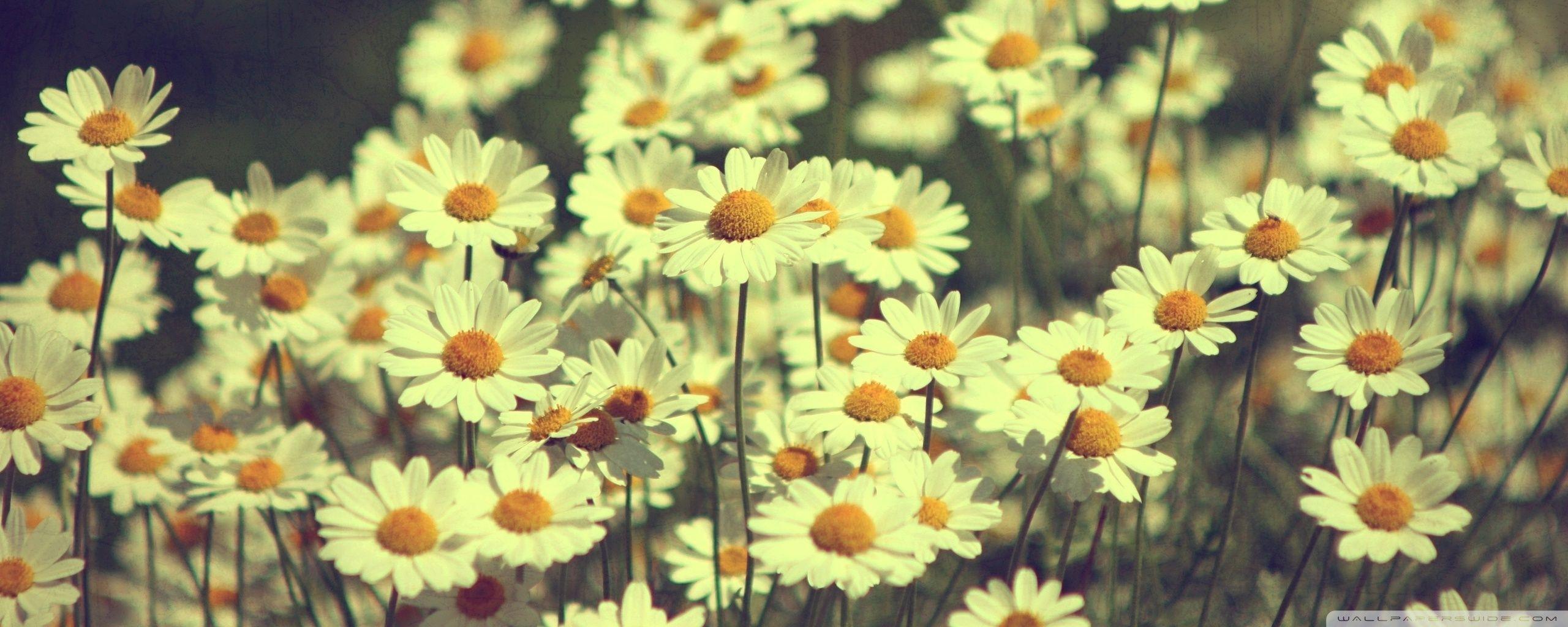 2560x1024 Sunflower Vintage Background Wallpaper 23726