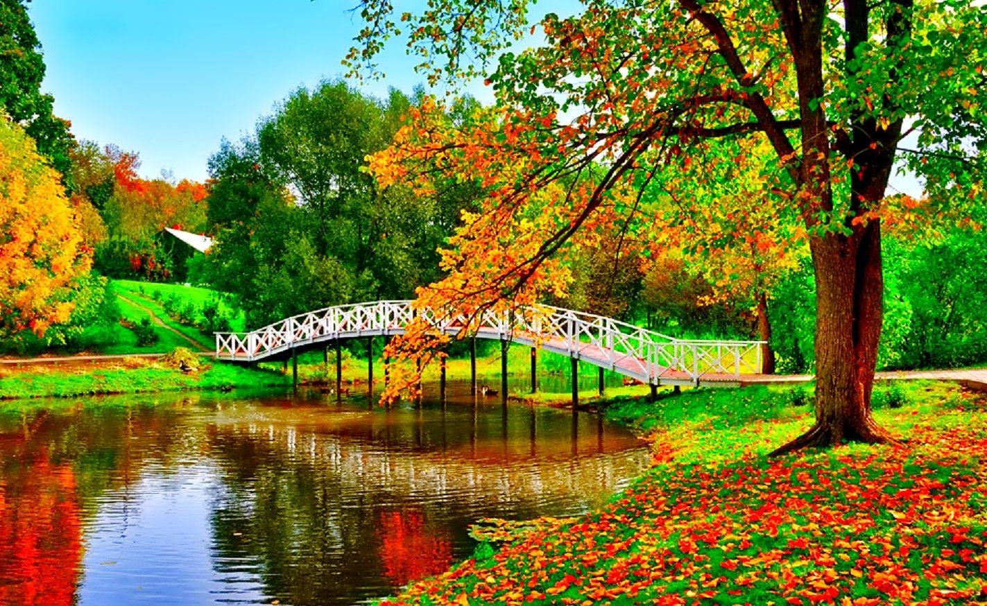 1423x874 Falling Glow Nature Beautiful Fall Tree Autumn Foliage