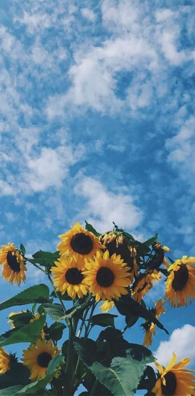 657x1334 sunflowers Archives Wallpaper, iPhone Wallpaper
