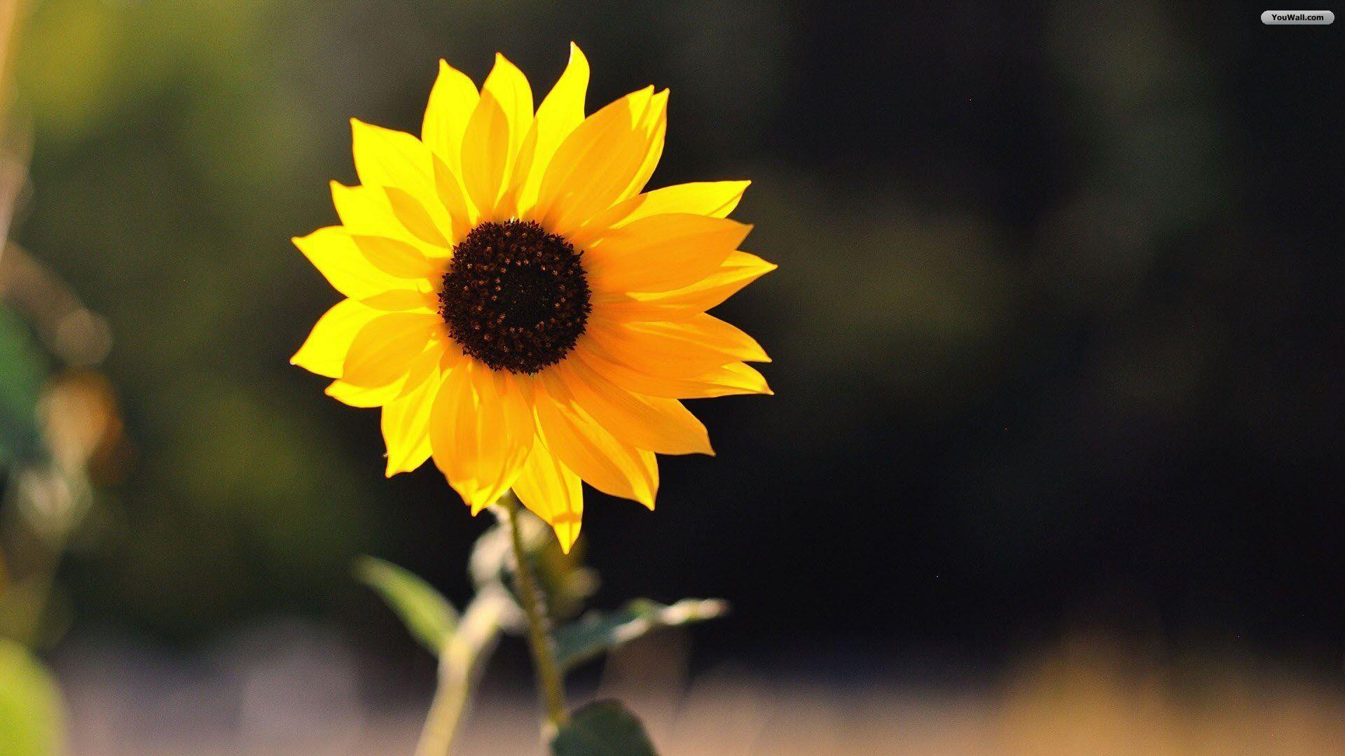 1920x1080 Sunflower Wallpaper Quality Picture Of Sunflowers