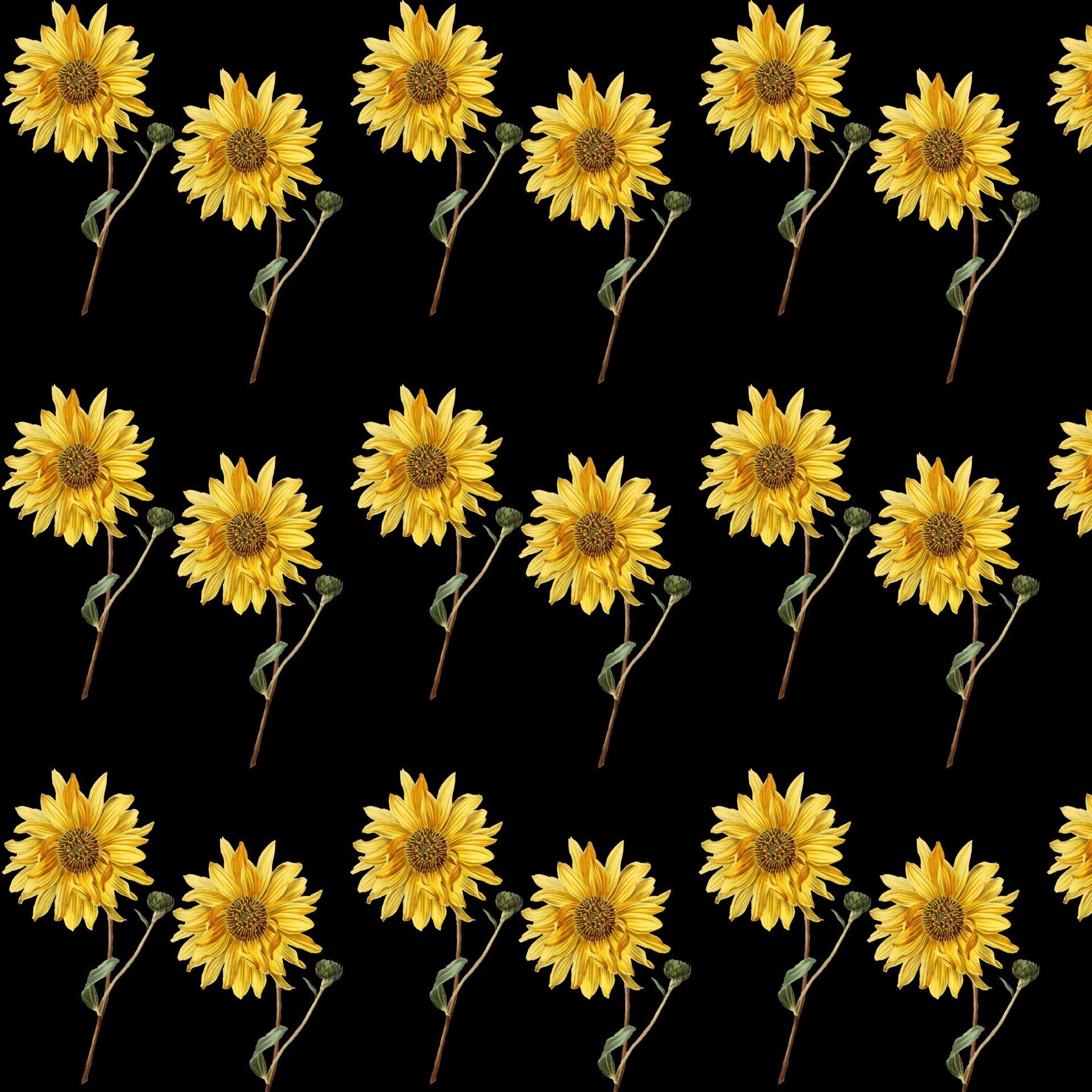 1920x1920 Sunflower Wallpaper Background Free