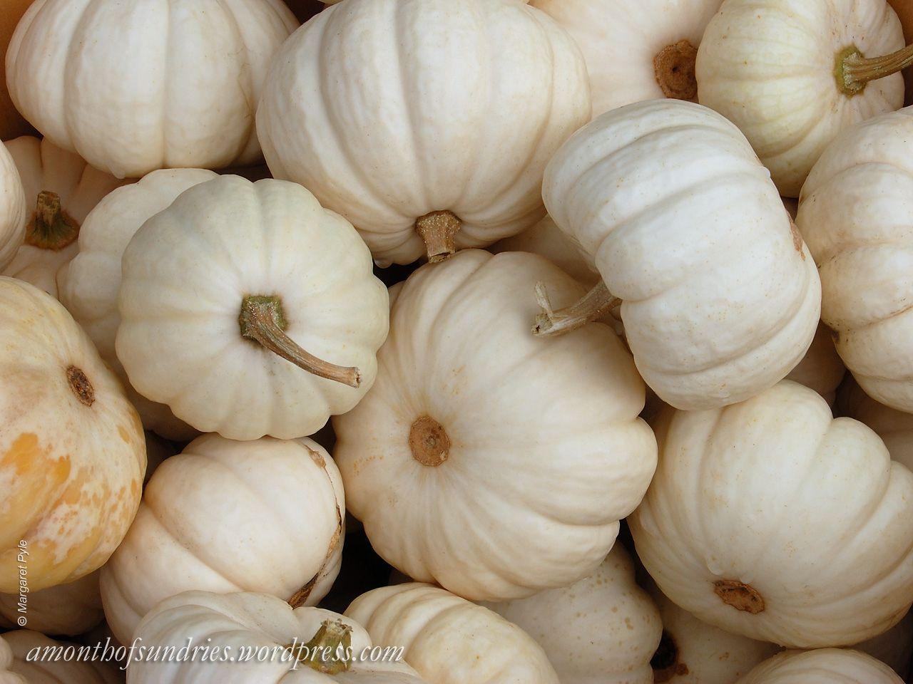 Happy because fall I never knew how happy white pumpkins HD phone wallpaper   Pxfuel