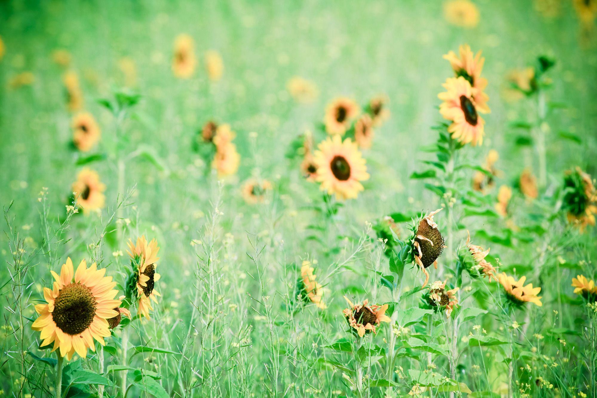 1999x1333 Sunflower Field Widescreen Wallpaper. Wide