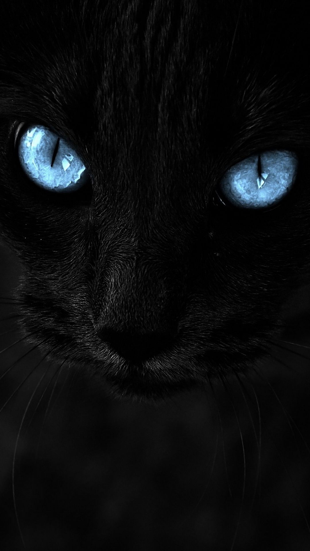 1080x1920 Wallpaper Black Cat, Siamese Cat, Felinae, Cat, Eye, Background Free Image