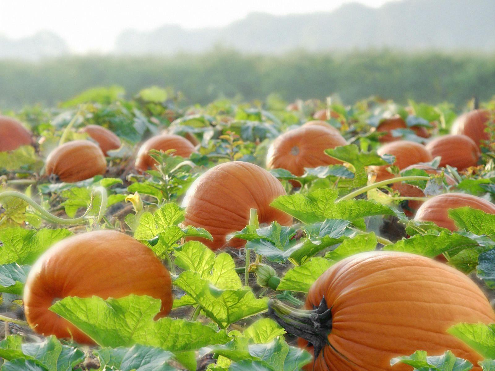 1600x1200 Fall Harvest Pumpkin Sunflower Wallpaper