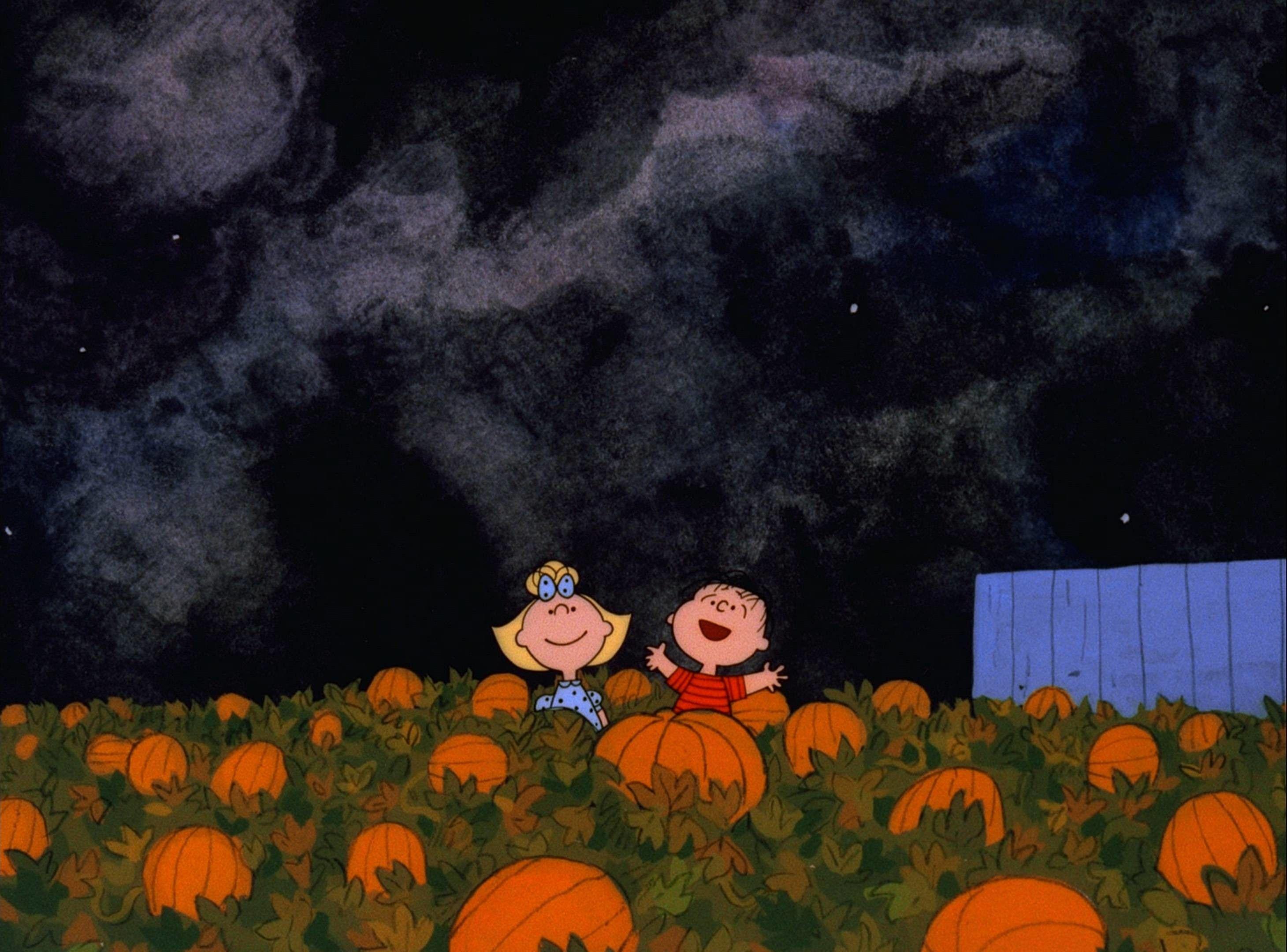 2920x2160 Pumpkin Desktop Wallpaper background picture