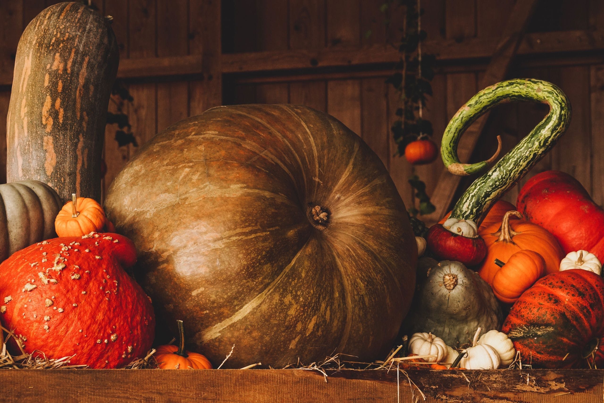 2560x1707 HD Autumn Pumpkin Wallpaper