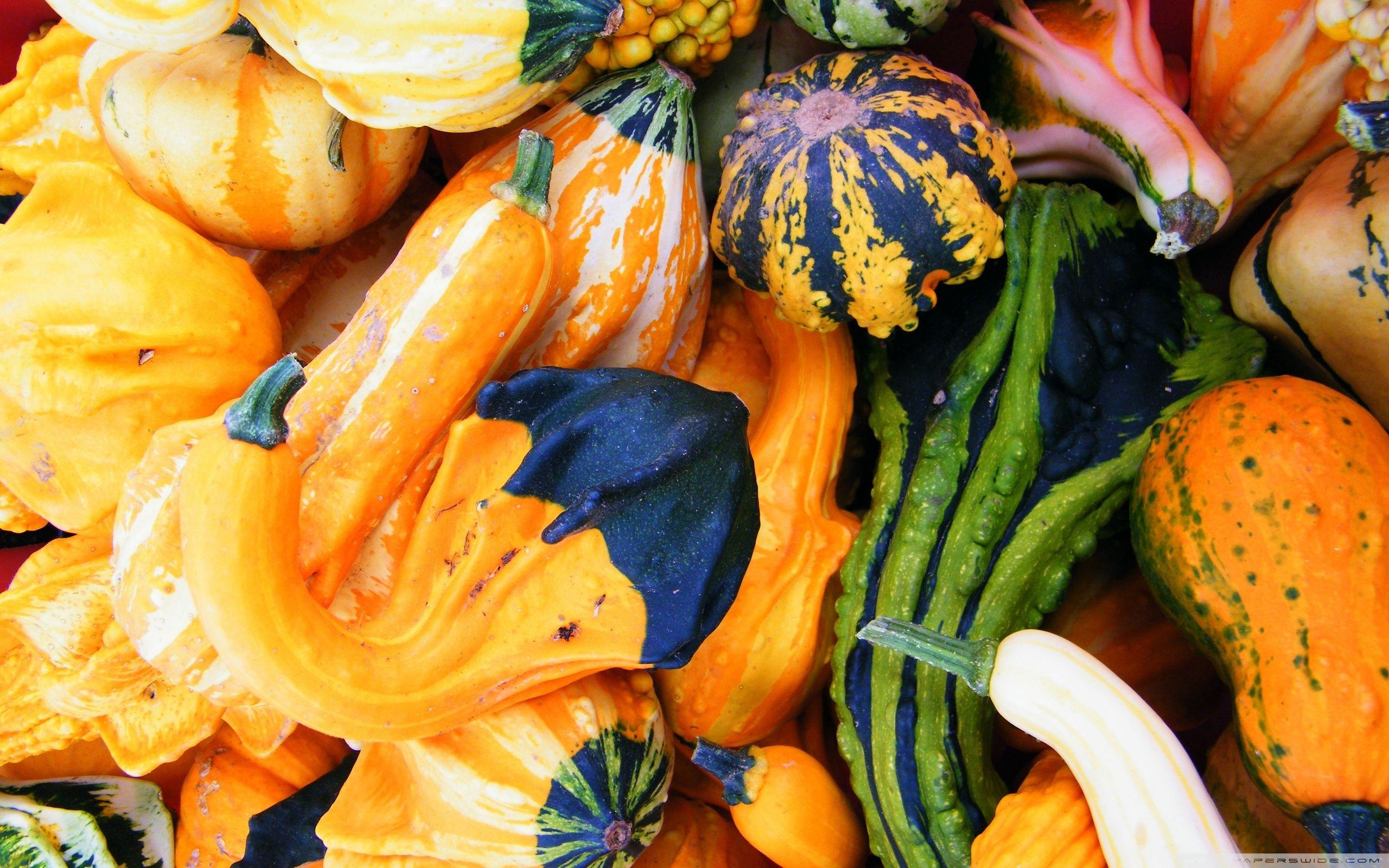 2560x1600 Fall Pumpkins ❤ 4K HD Desktop Wallpaper for 4K Ultra HD TV