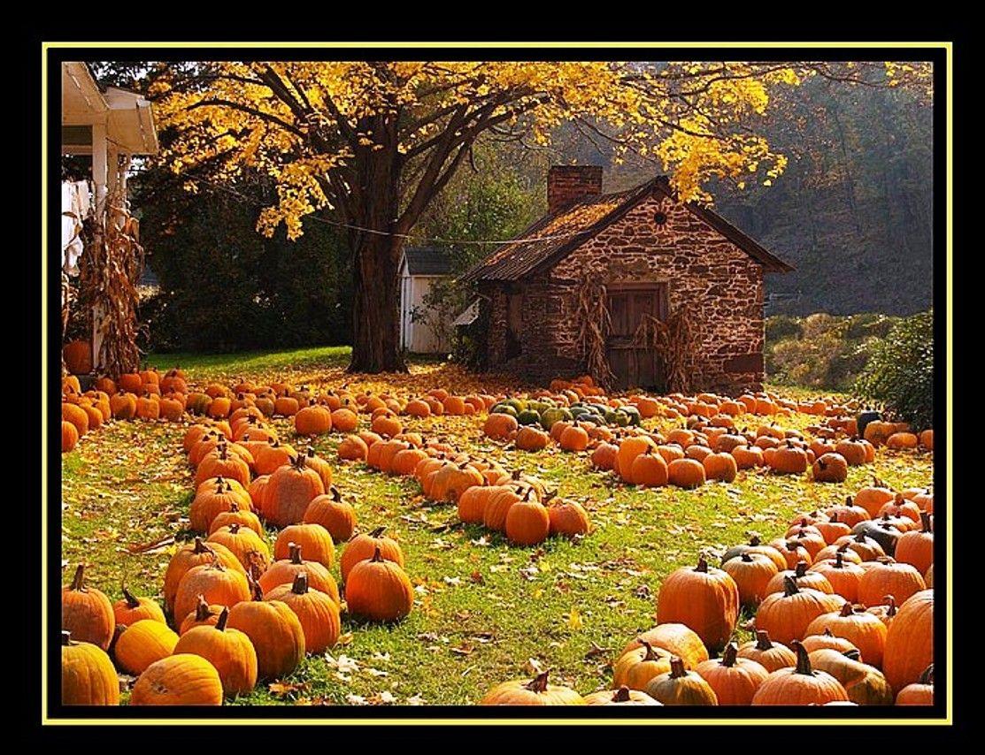 1113x854 Autumn Pumpkin Wallpaper