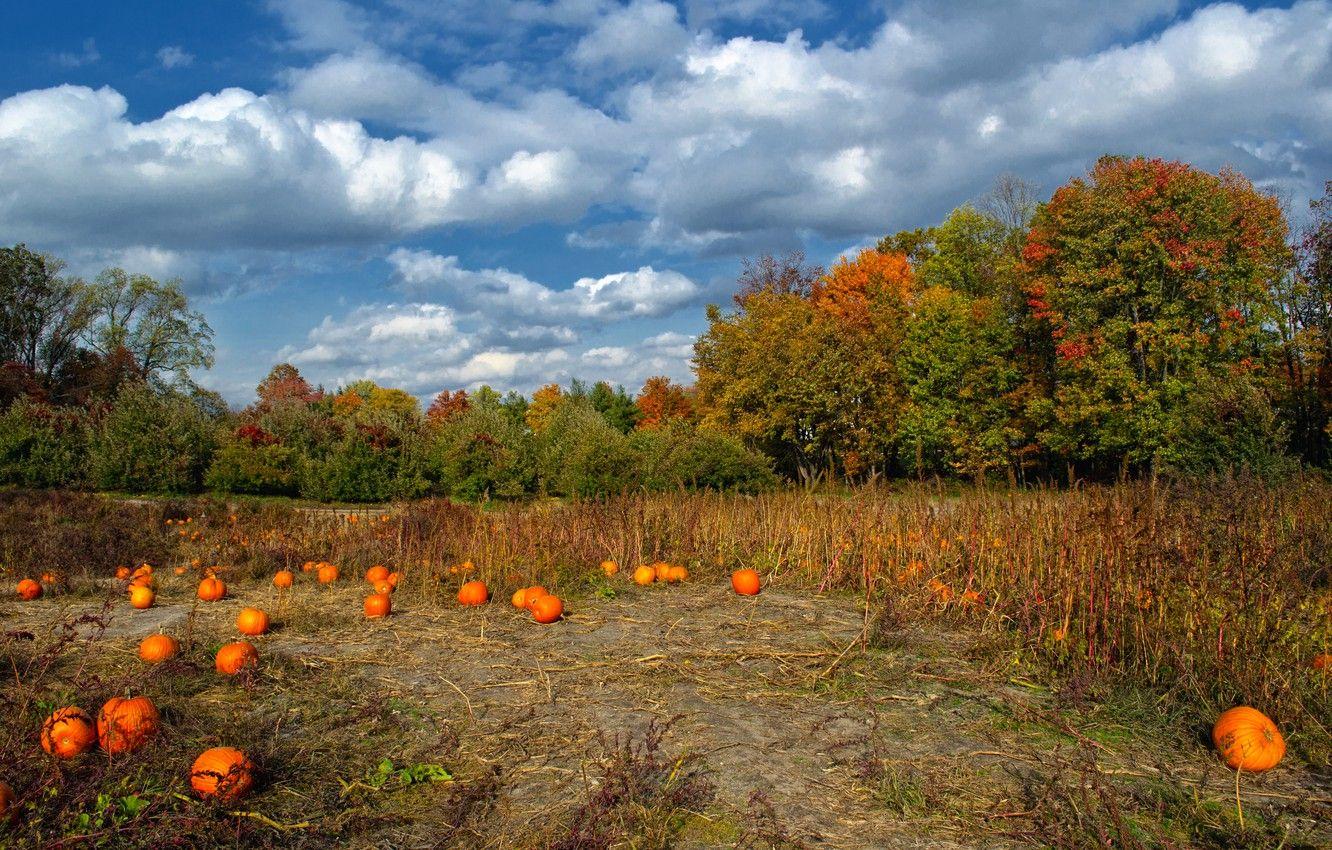1332x850 Wallpaper field, autumn, the sky, clouds, trees, colors