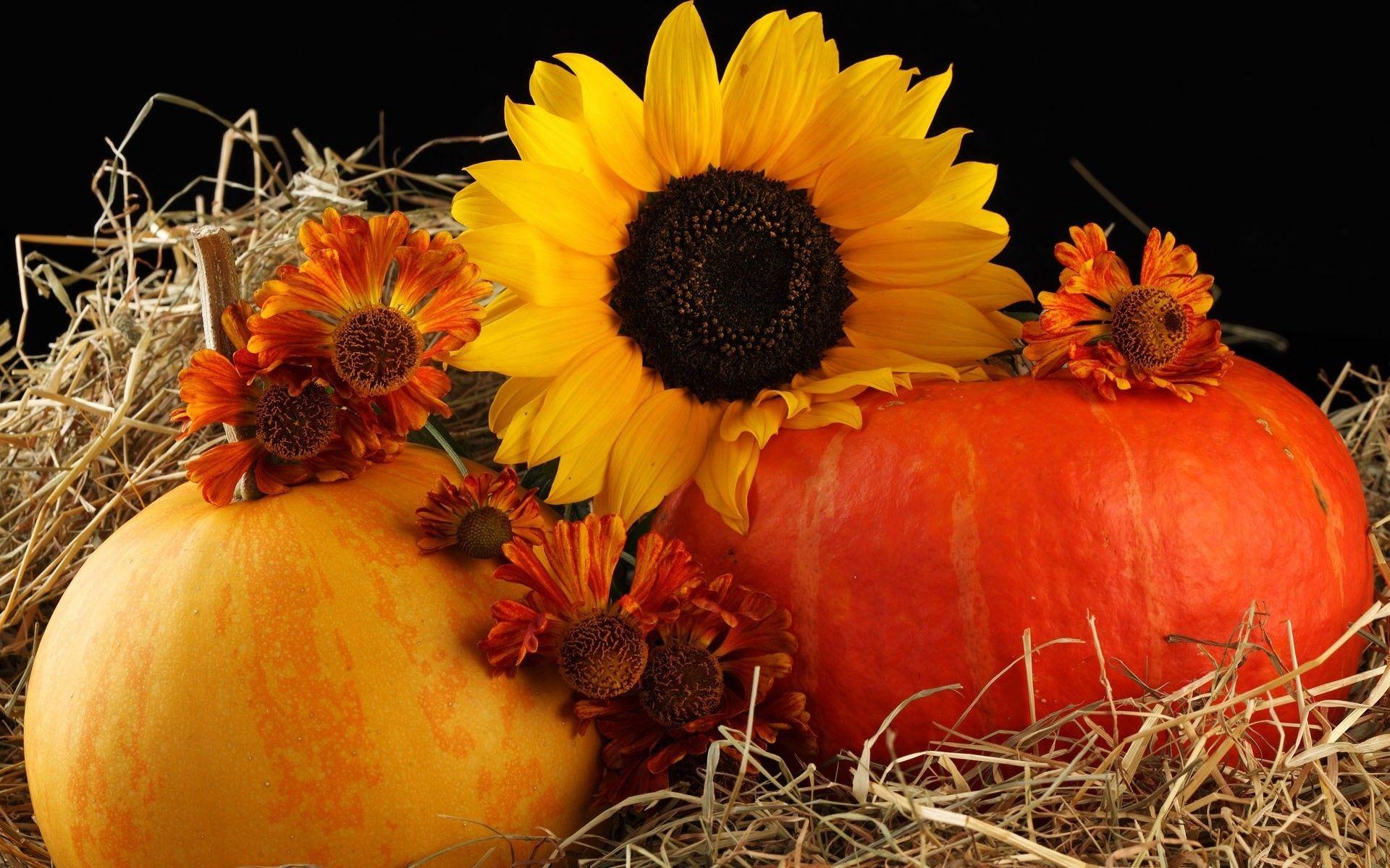1920x1200 Autumn Nature Pumpkin Flowers Fall Rose Flower HD Live Wallpaper